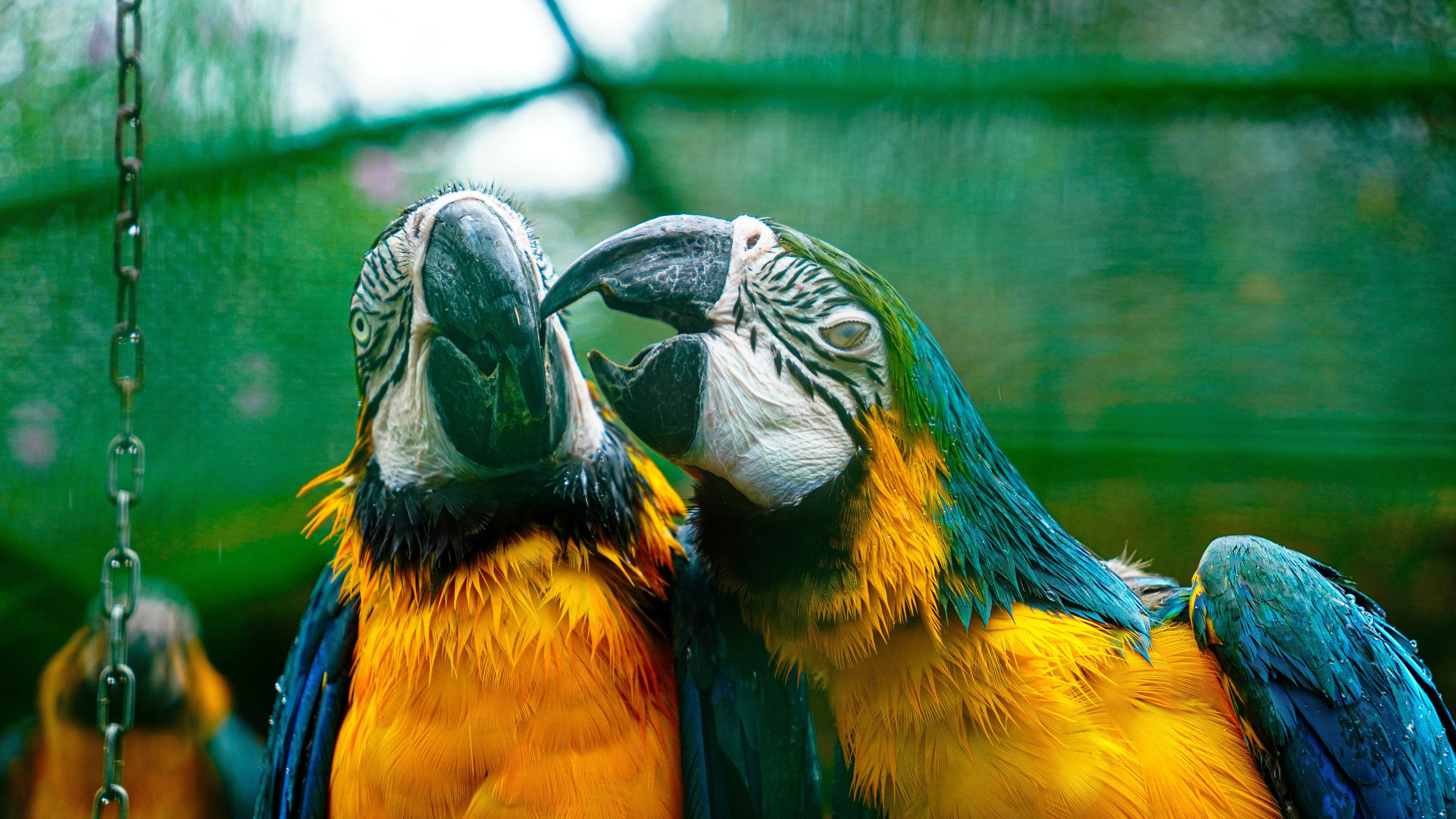 Blue and yellow macaws in enclosure - Free Photo on Unsplash