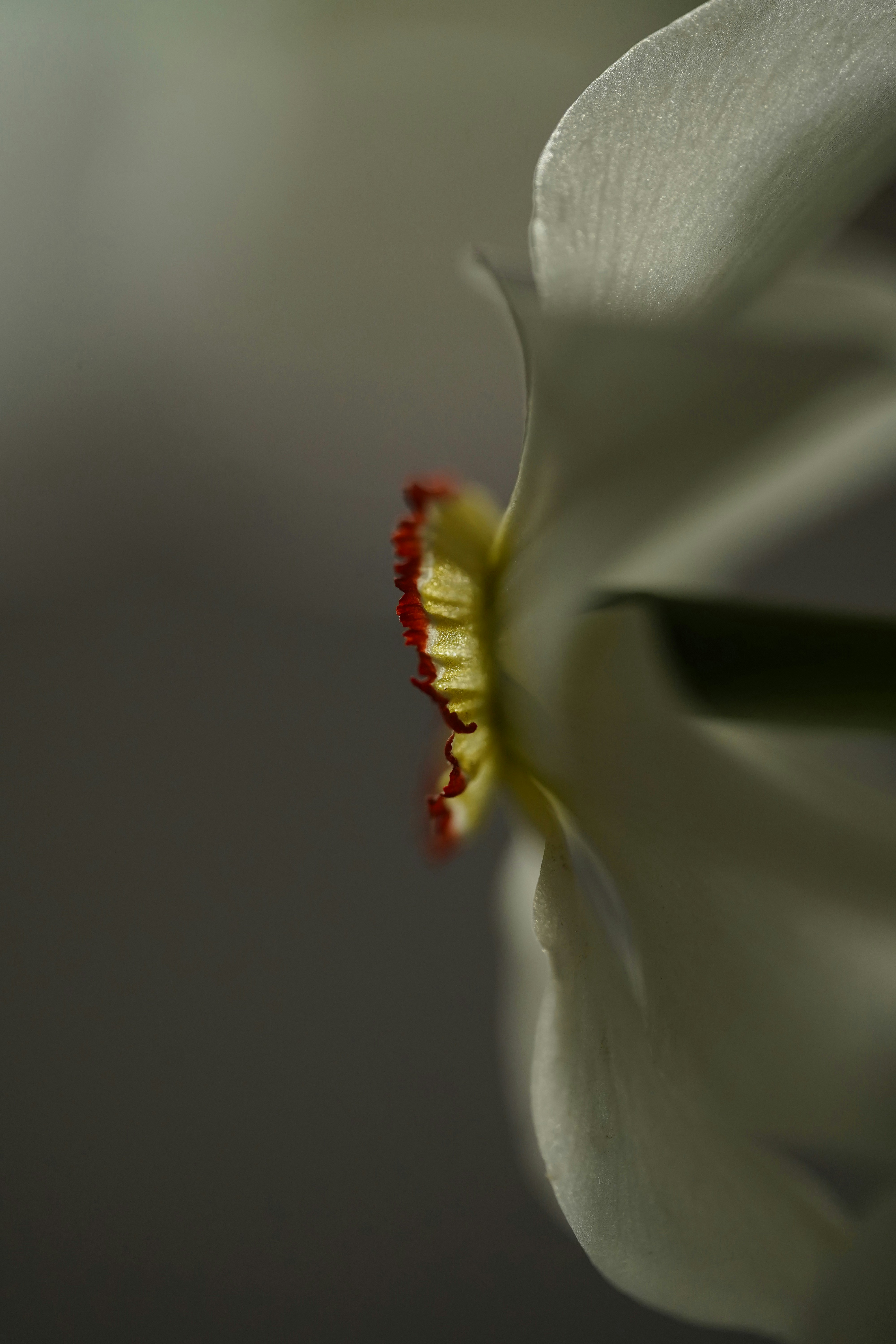 Vue macro d’une fleur de jonquille blanche au centre jaune et rouge