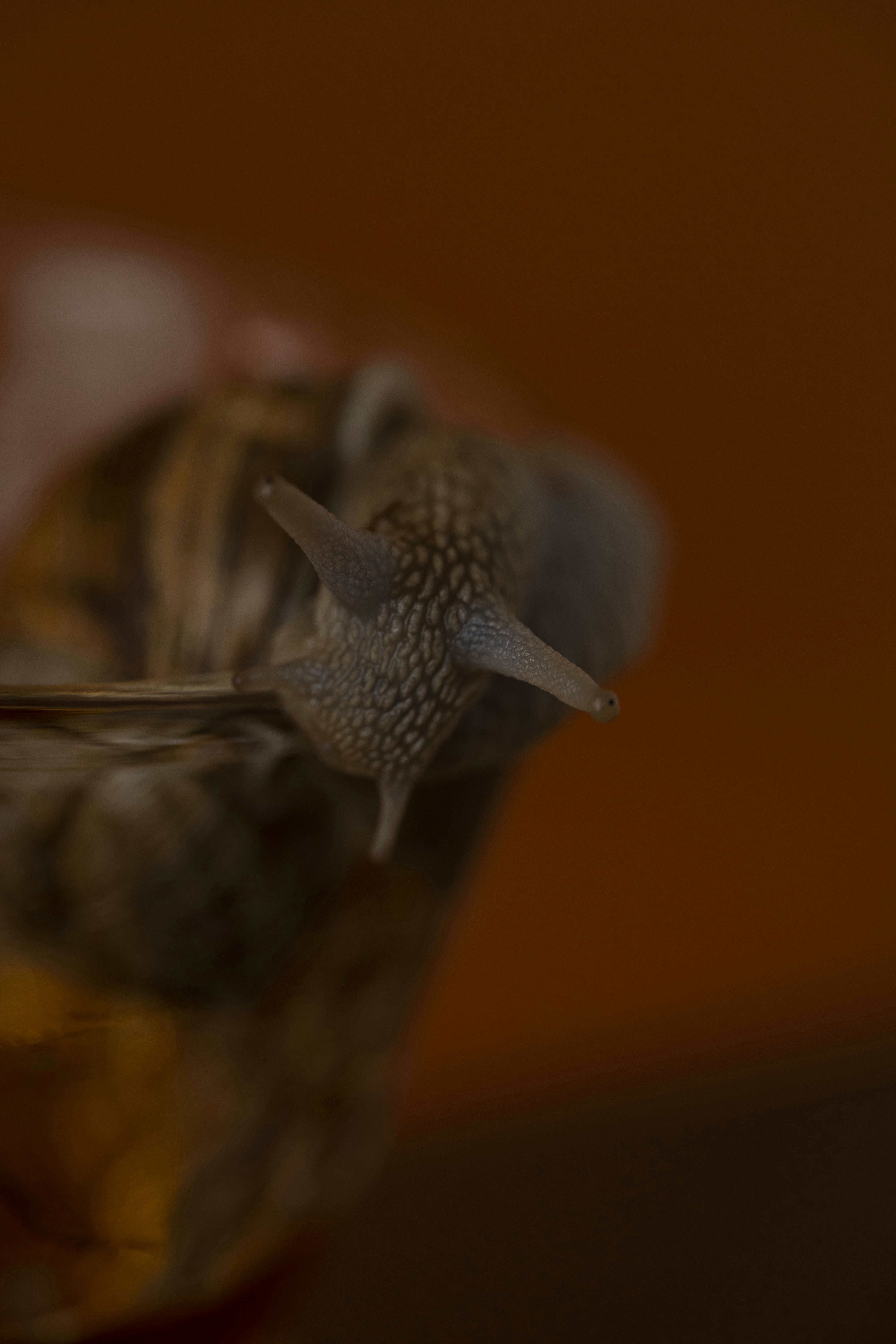 Un escargot de jardin aux tentacules étendus sur fond brun foncé