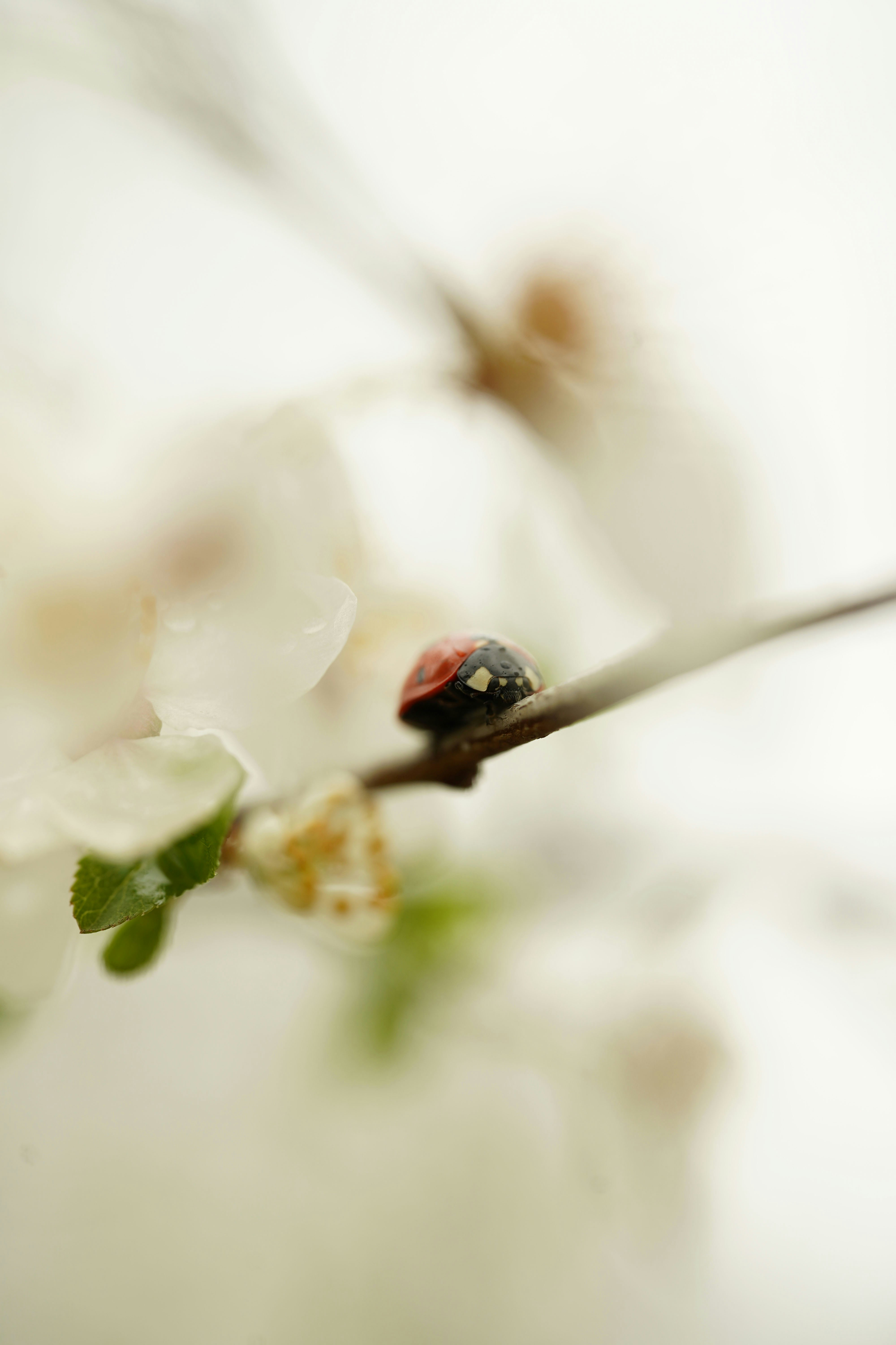 Une coccinelle sur une fine branche parmi des fleurs blanches et douces