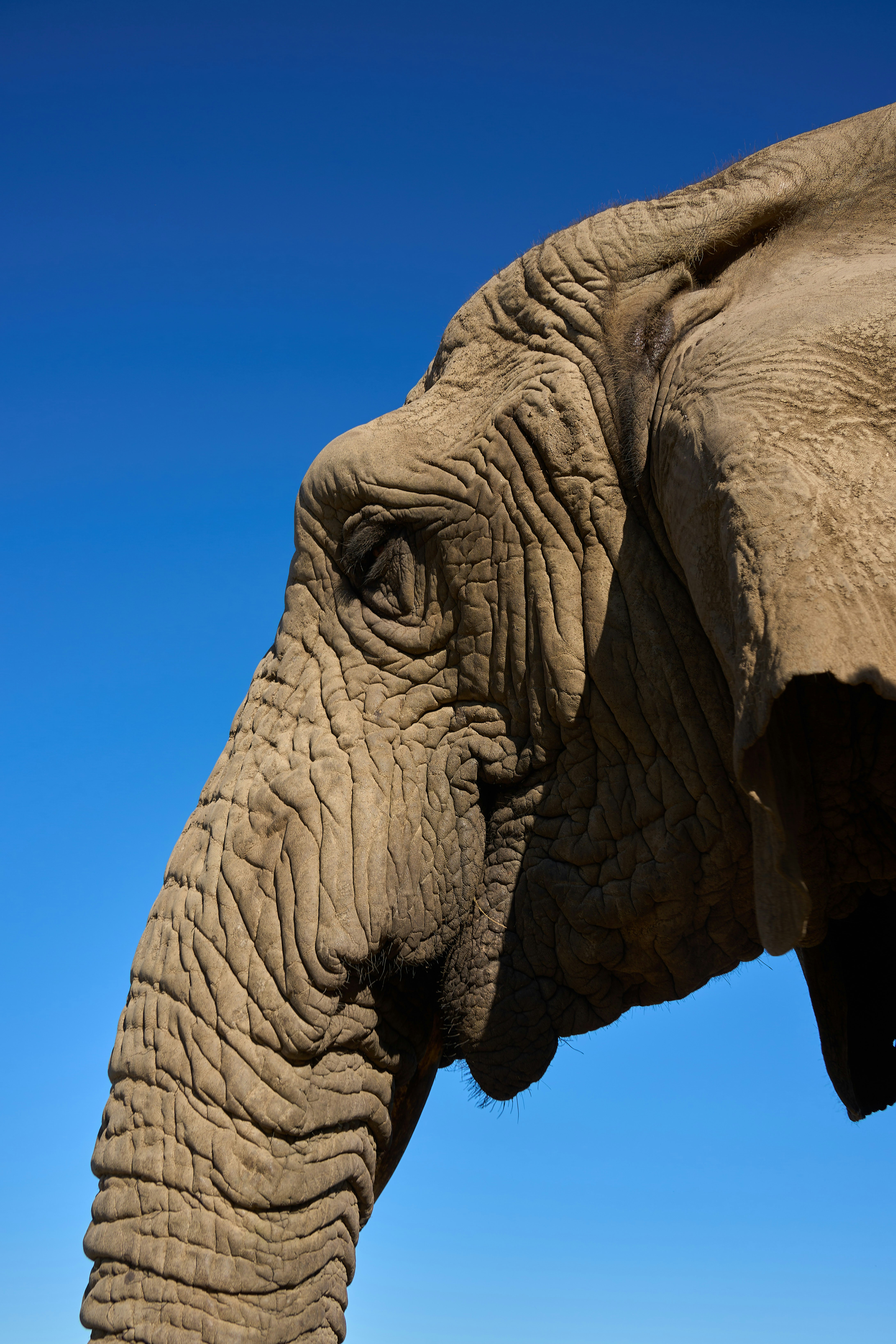 Profile view of an elephant head with wrinkled grey skin against a blue sky