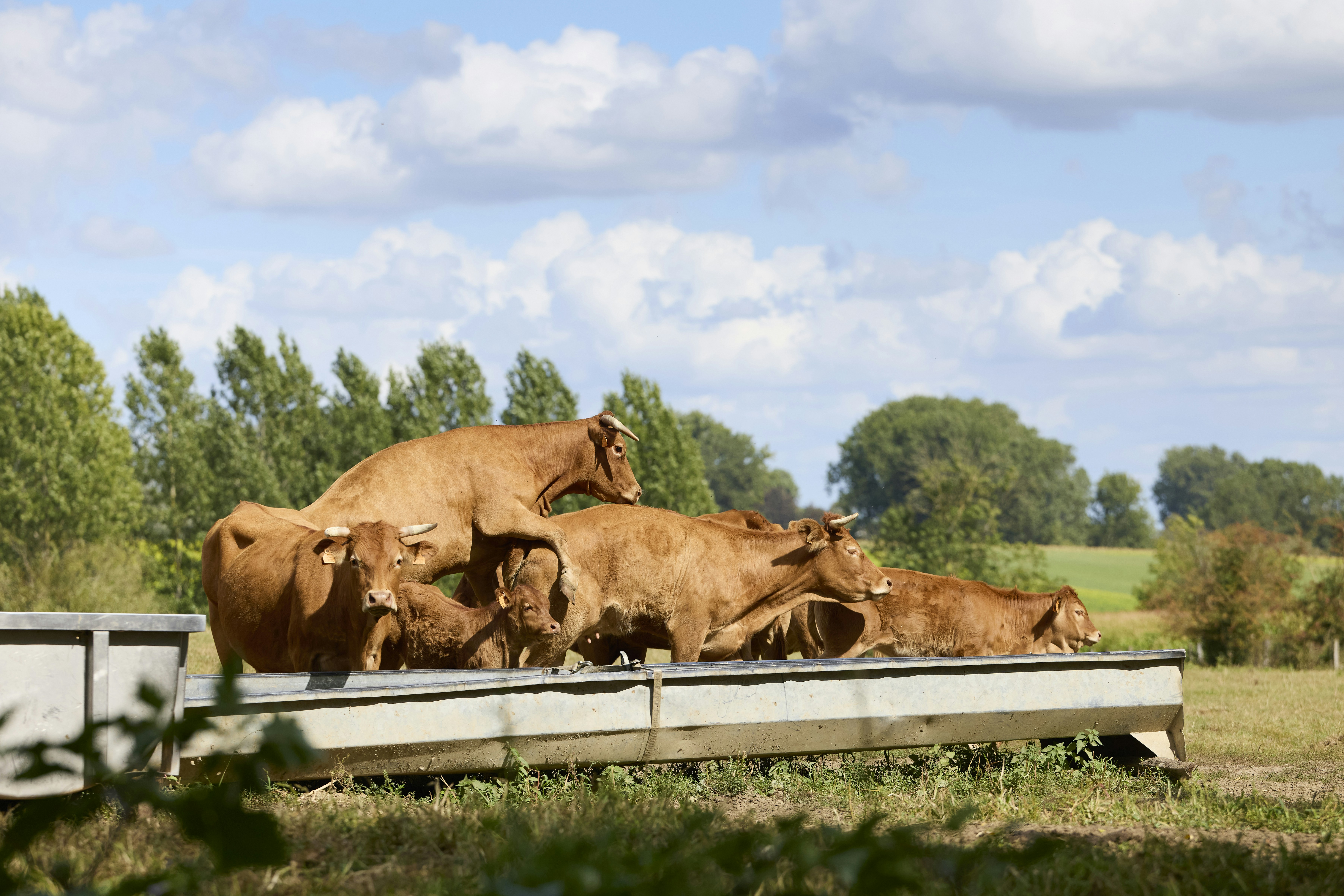 A group of brown cows at a metal water trough in a pasture