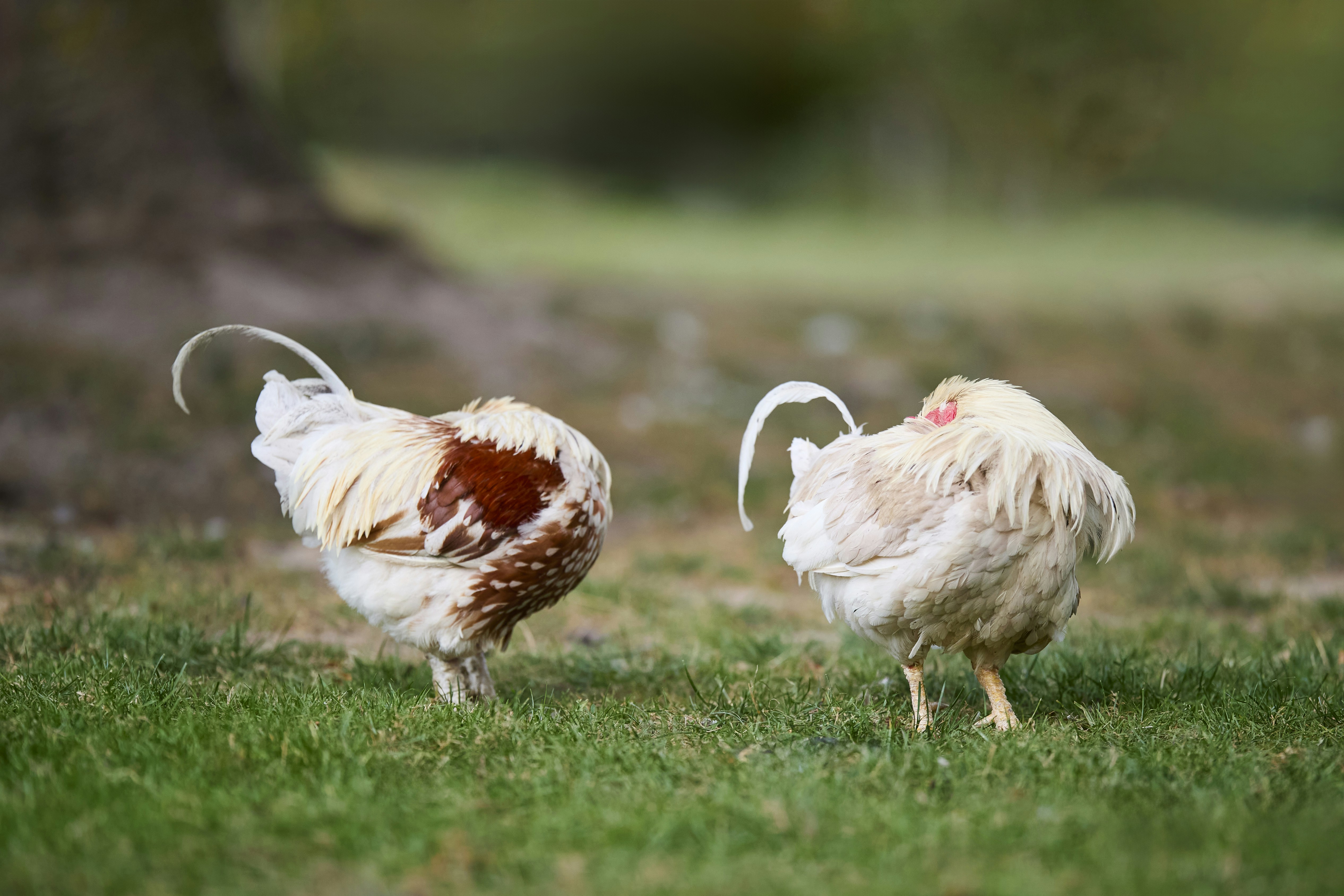 Two chickens with white and brown feathers on a green grassy field