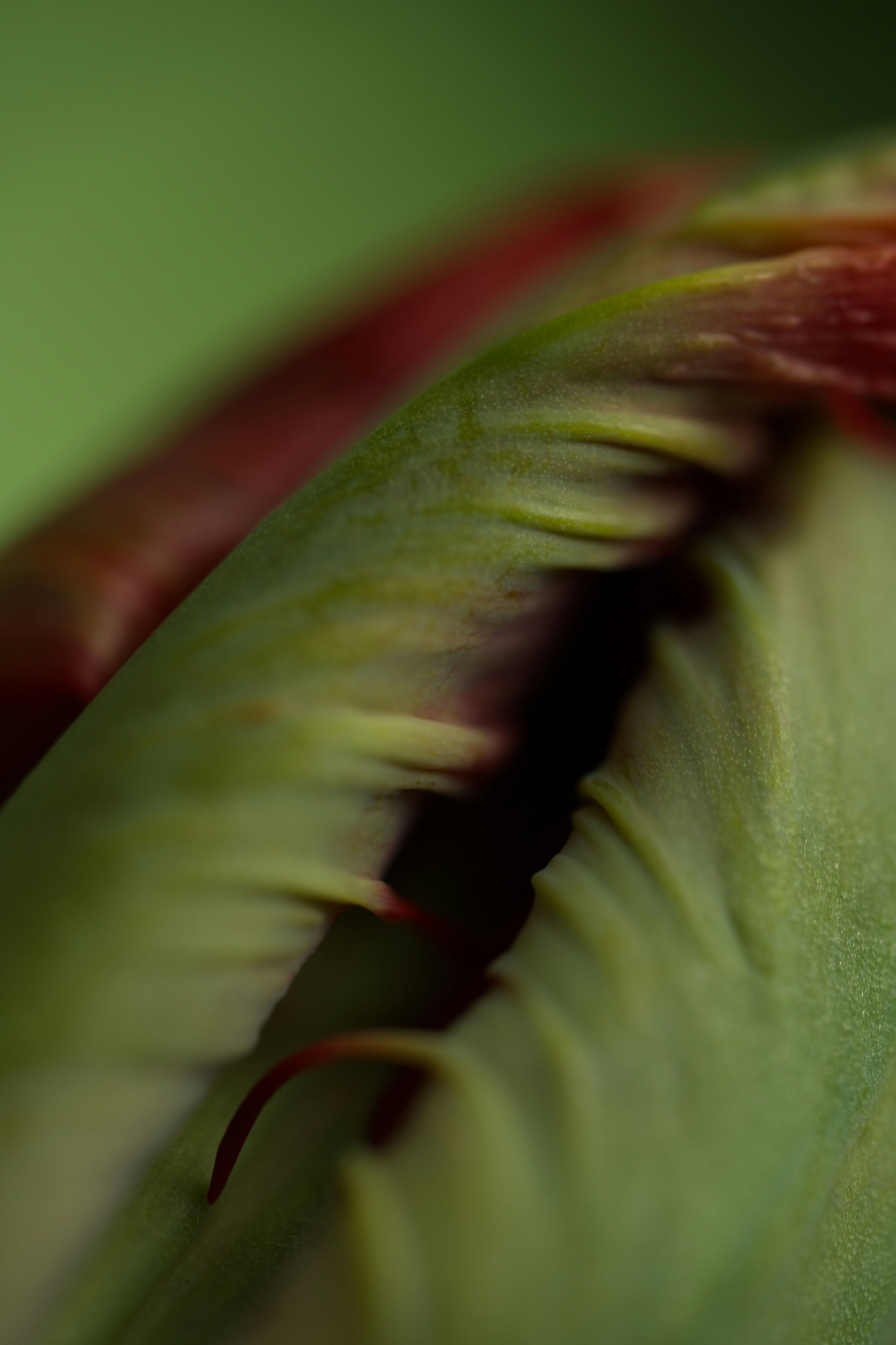 Vue macro des pétales de tulipe verts et rouges avec un espace central sombre
