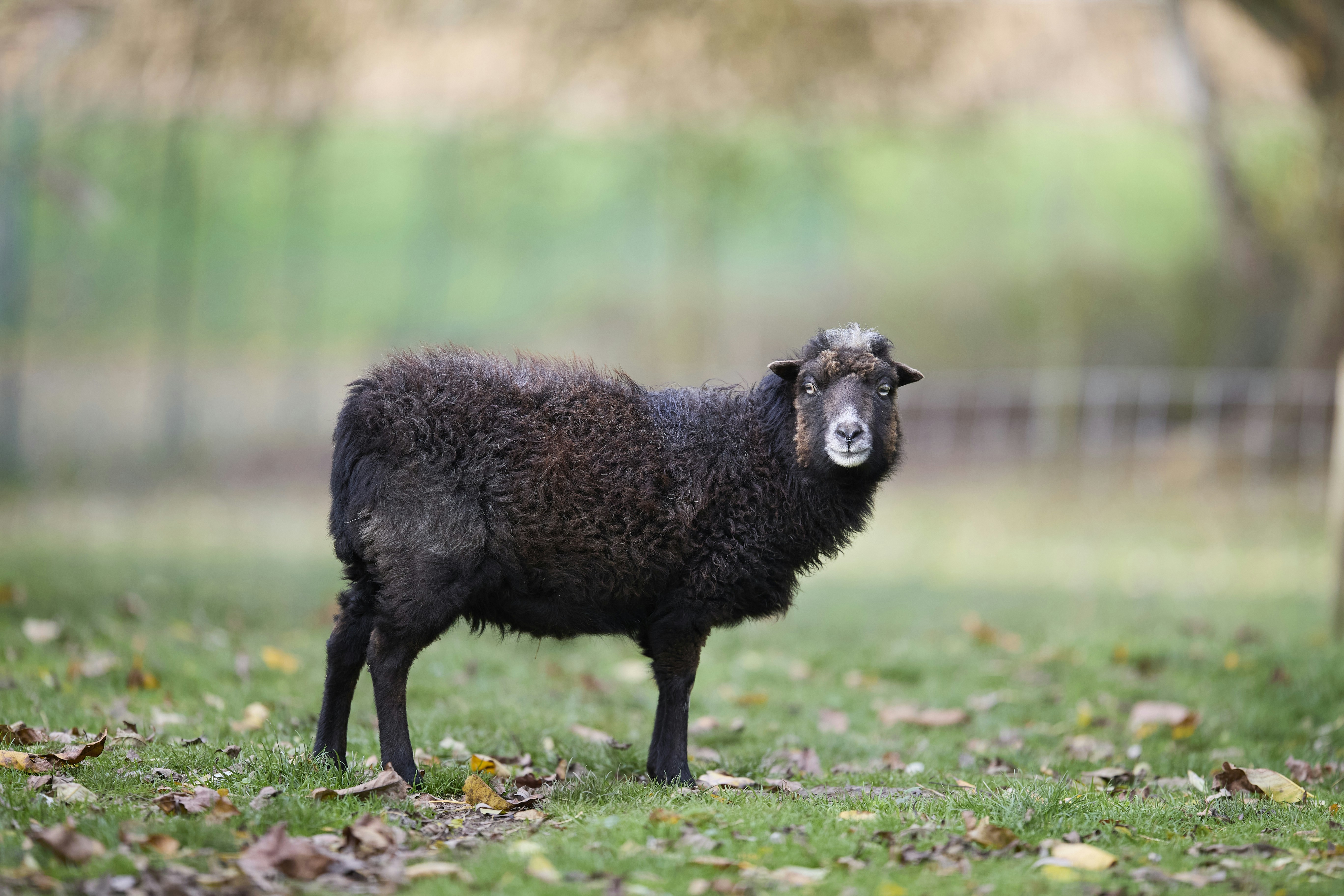 A black sheep with a white patch on its forehead in a grassy field