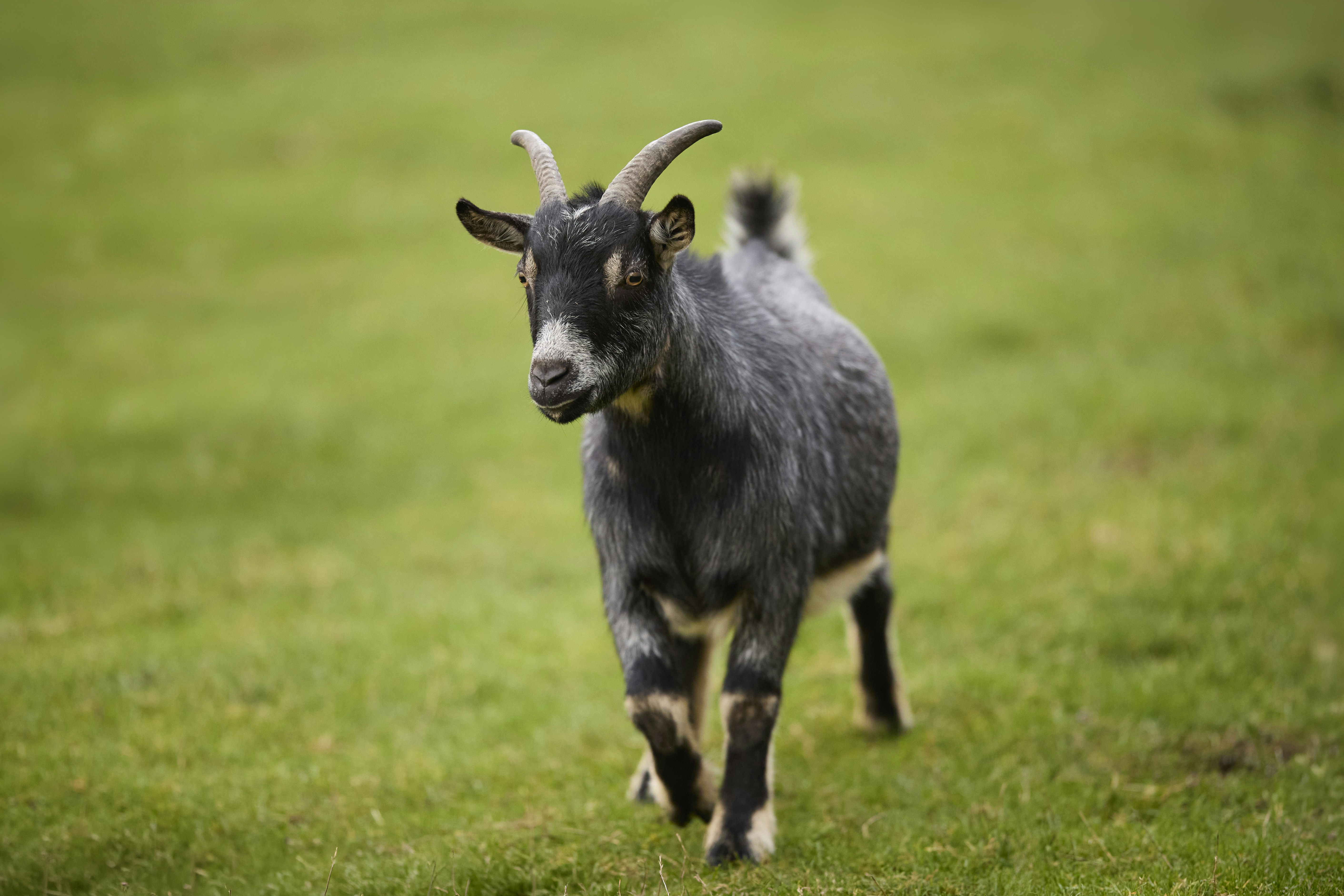 A grey and black goat walking across a green grassy field