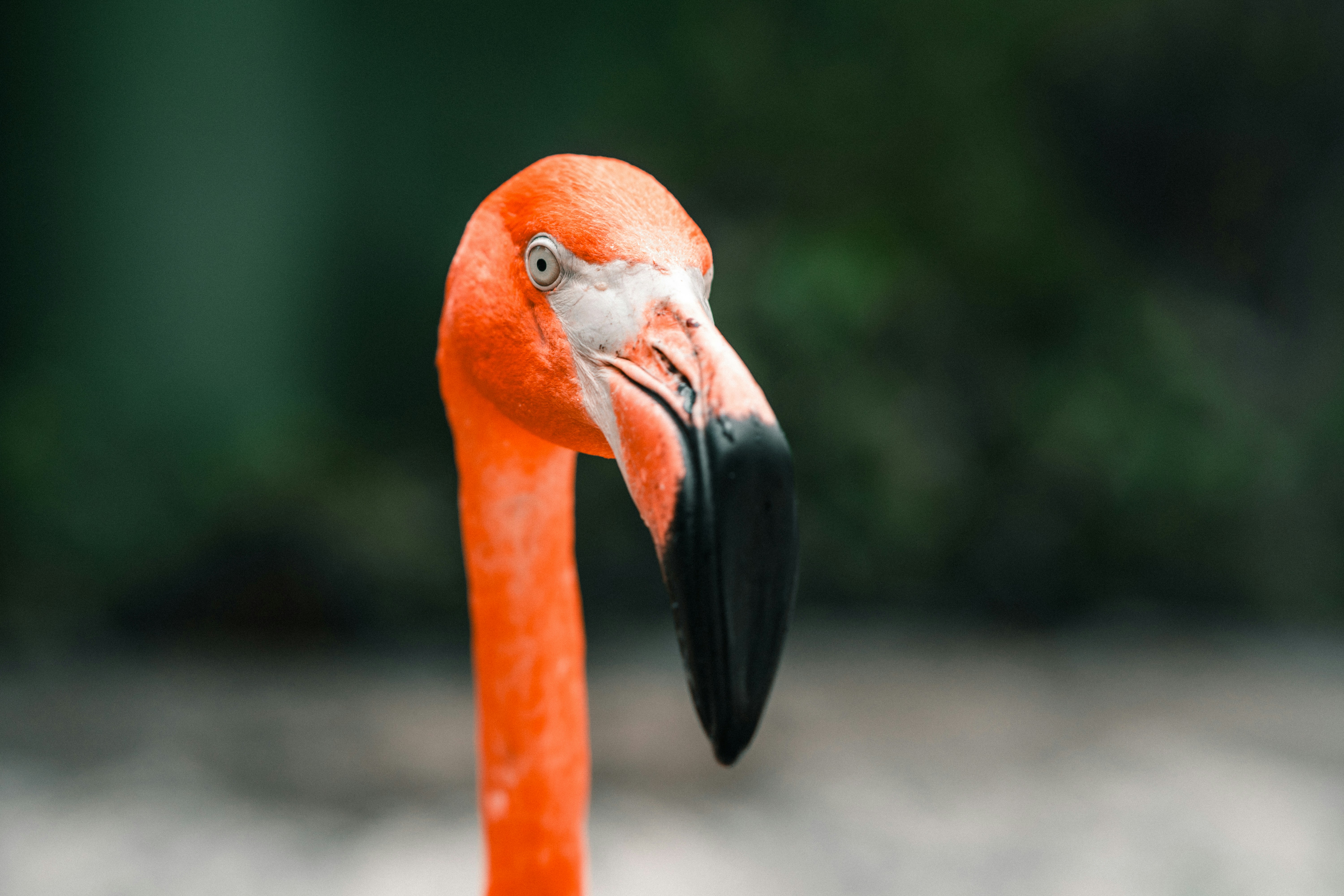 An American flamingo head with a curved black-tipped bill against a dark green background