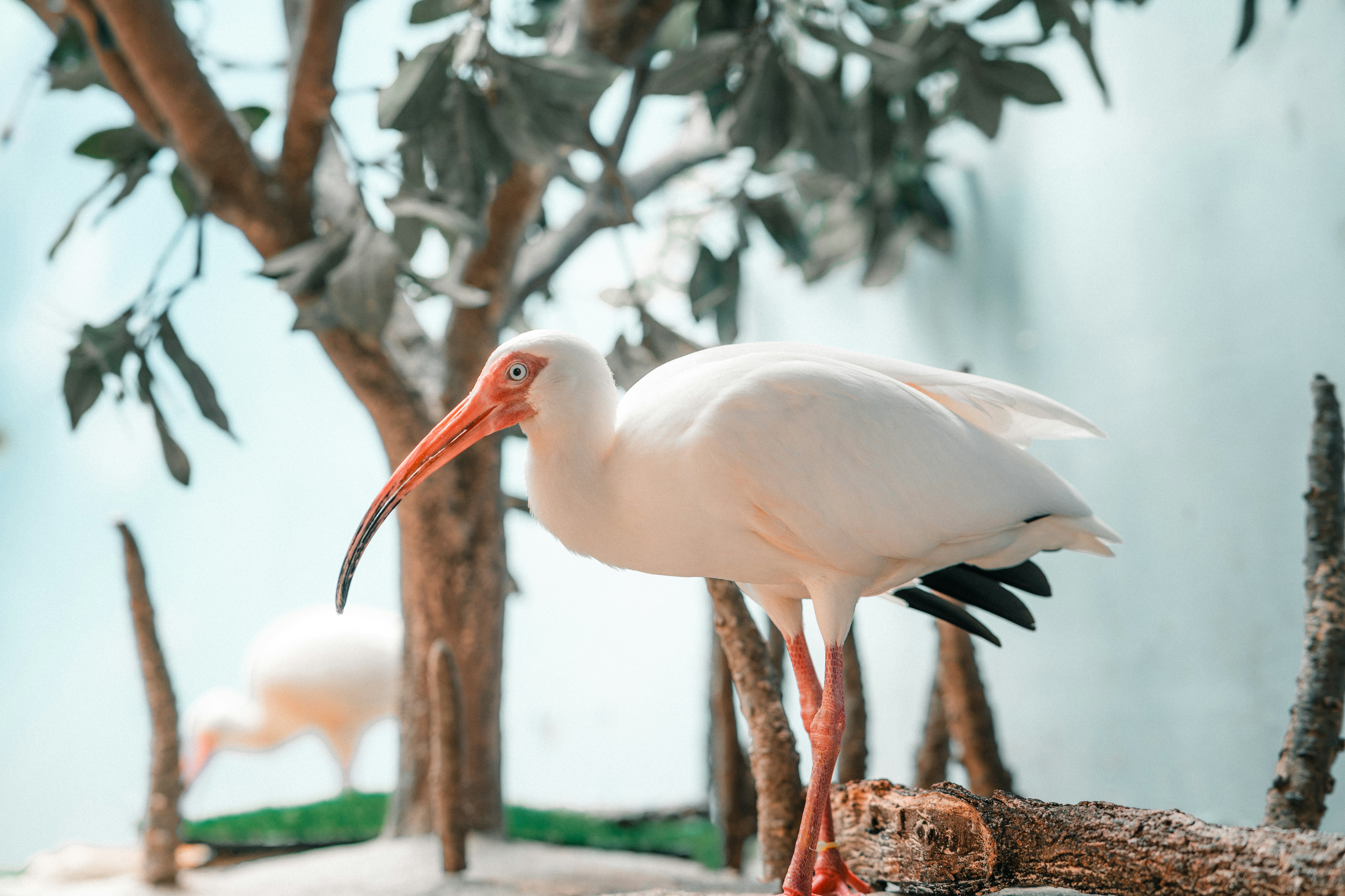An American white ibis with a curved orange bill perched on a wooden log