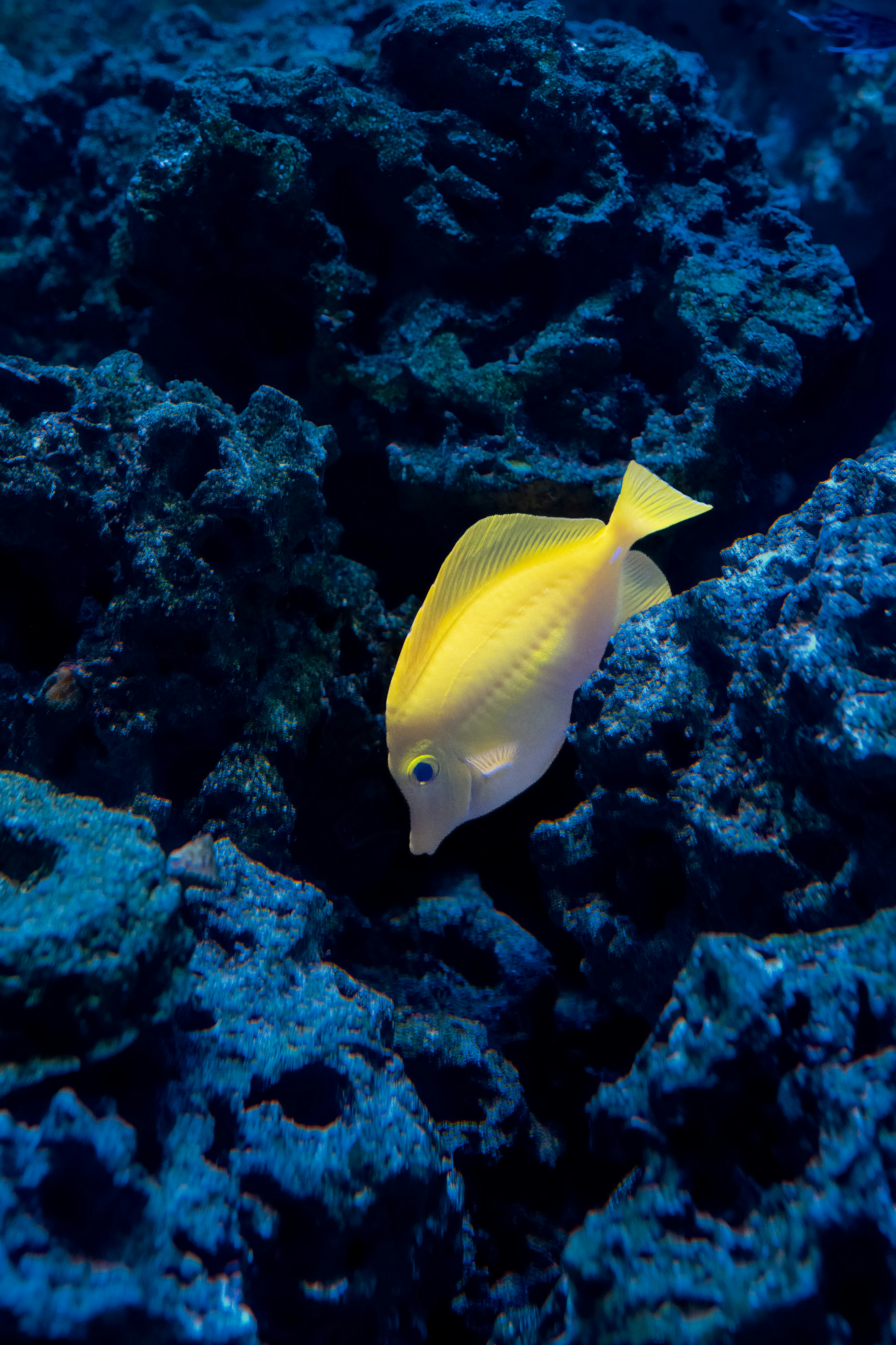 A yellow tang swimming past dark blue coral rocks underwater