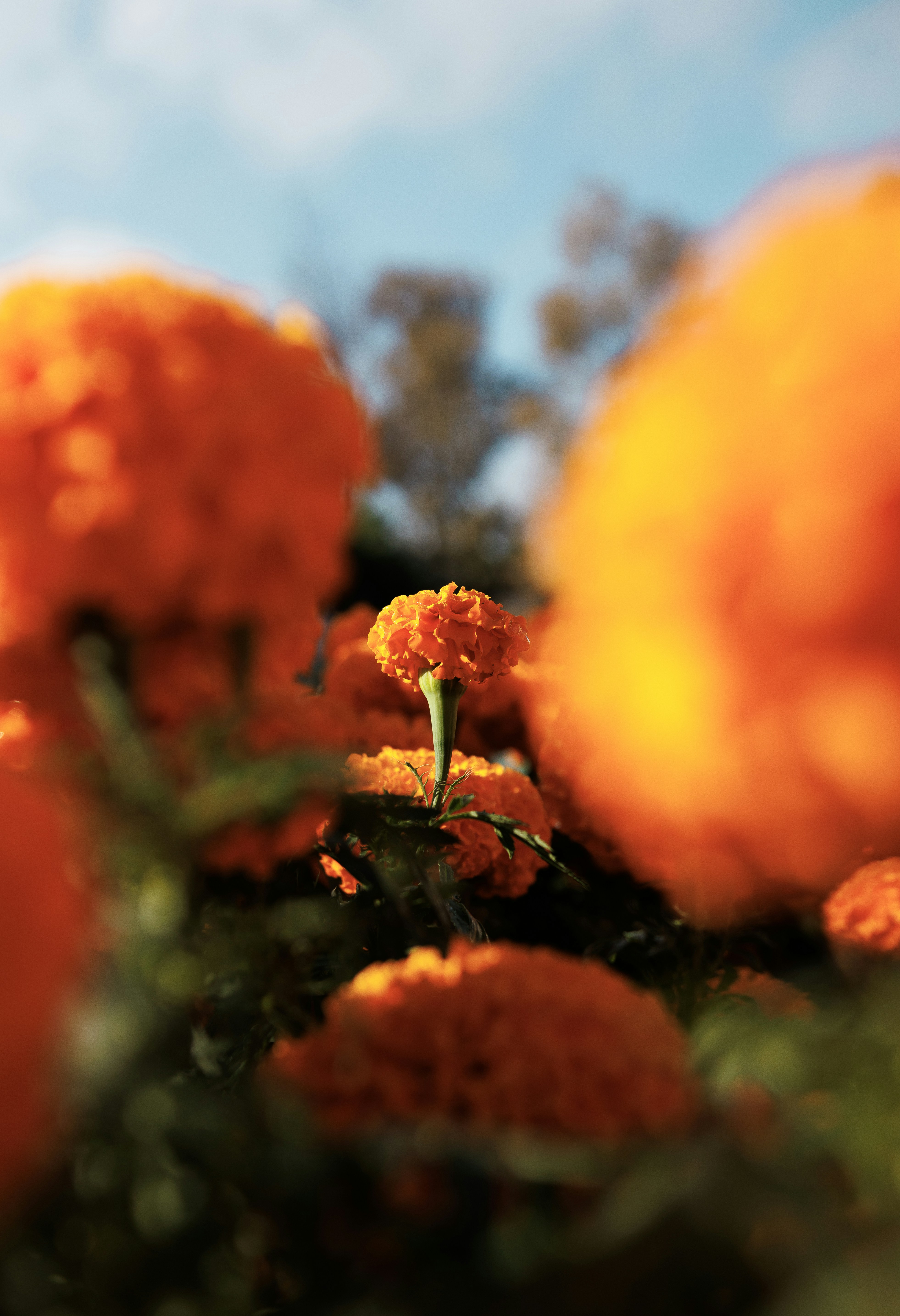 Orange marigold flower in garden - Free Photo on Unsplash