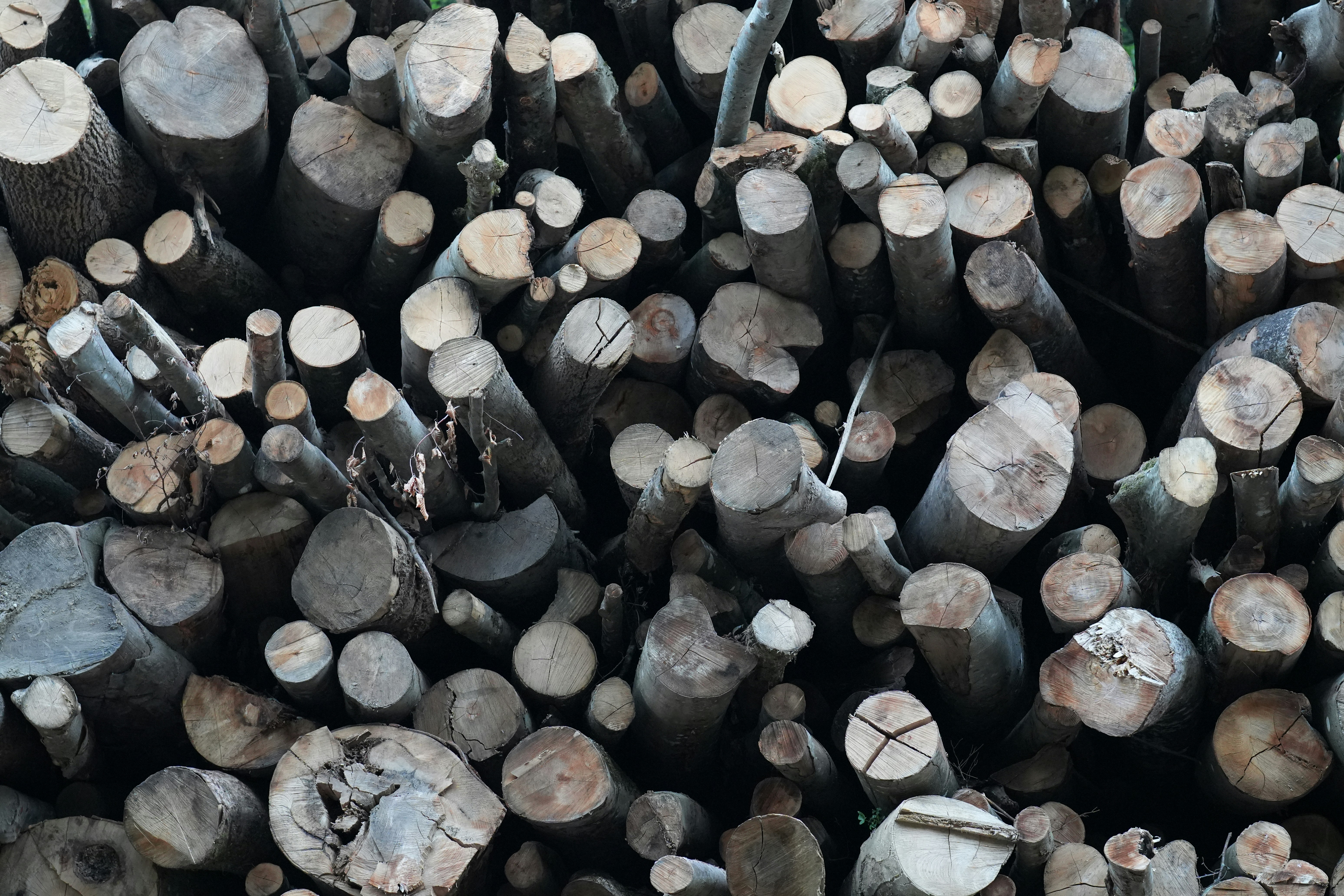 Stack of cut wooden logs - Free Photo on Unsplash