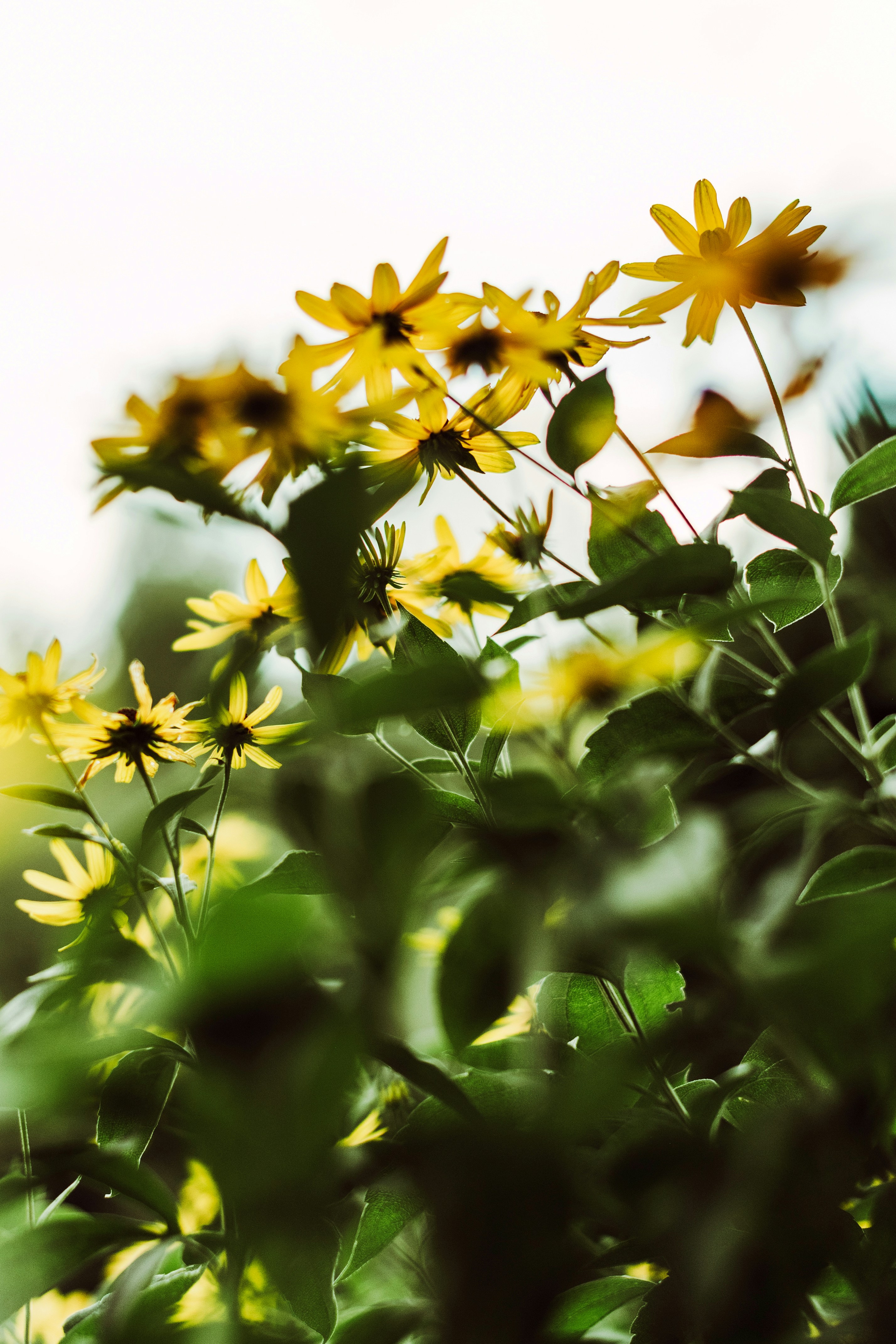 Yellow daisies with green leaves in a garden under bright natural light