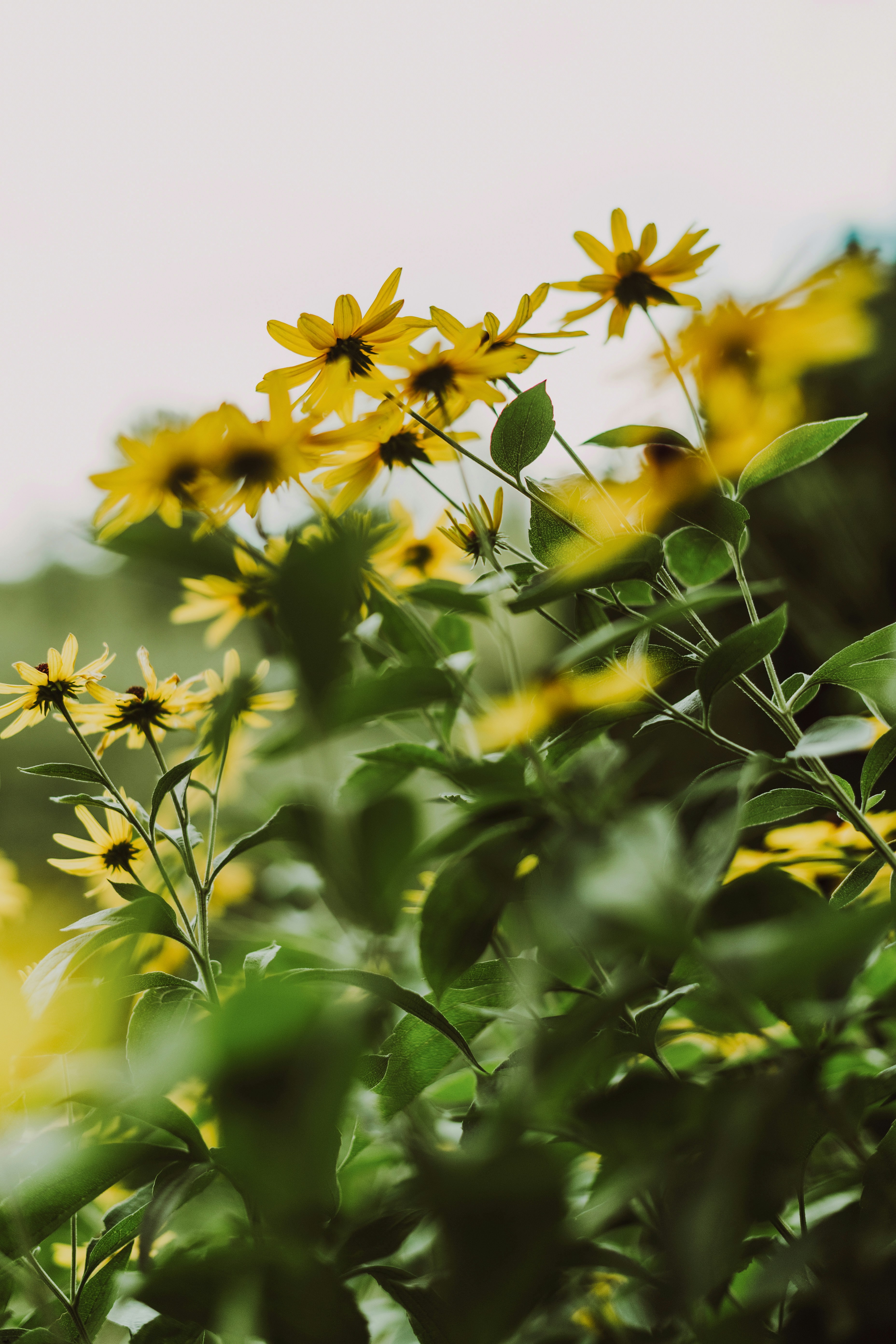 Yellow black-eyed susan flowers with green leaves in a garden