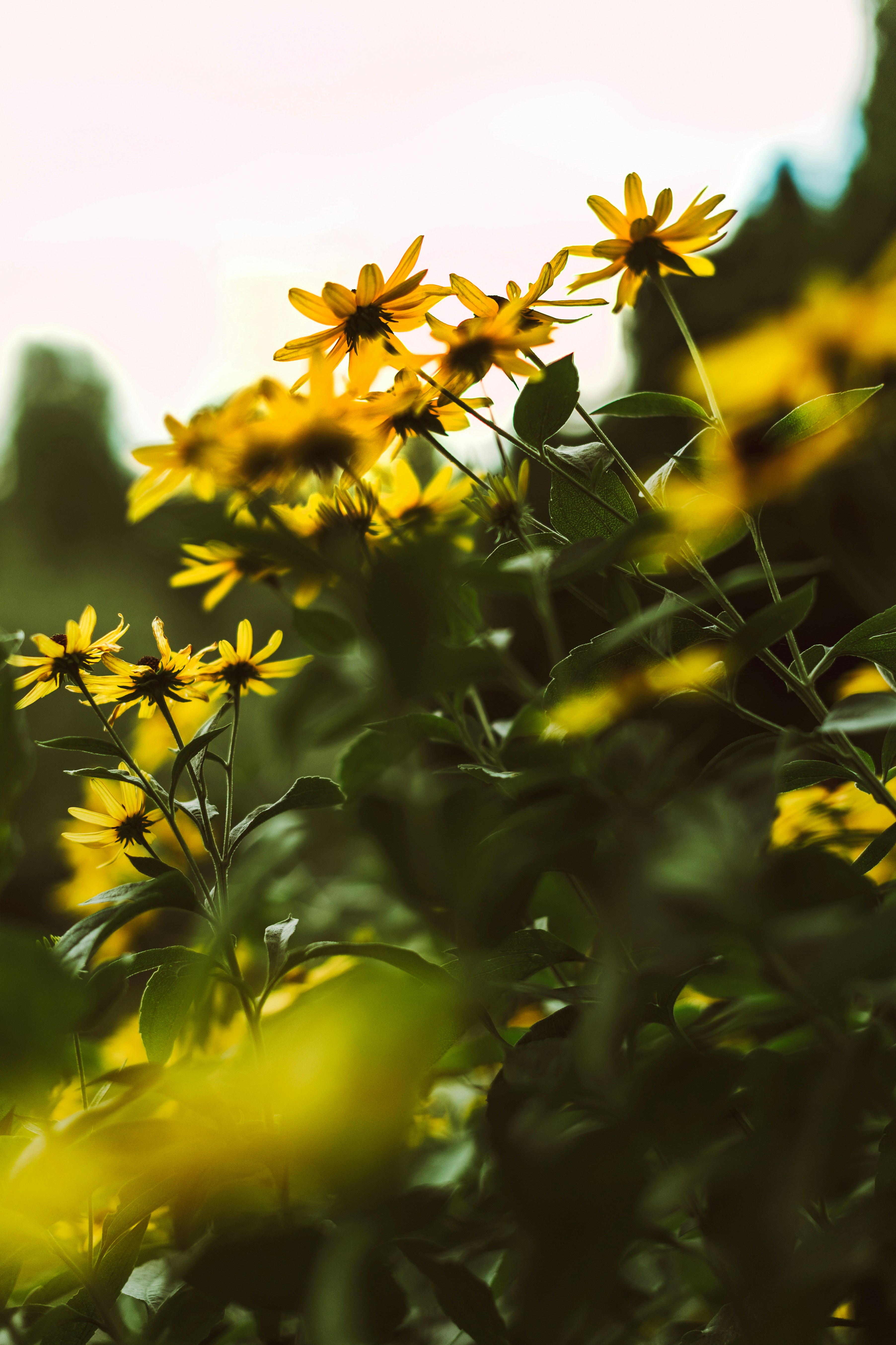 Yellow black-eyed susans in a garden with soft green foliage and bright light