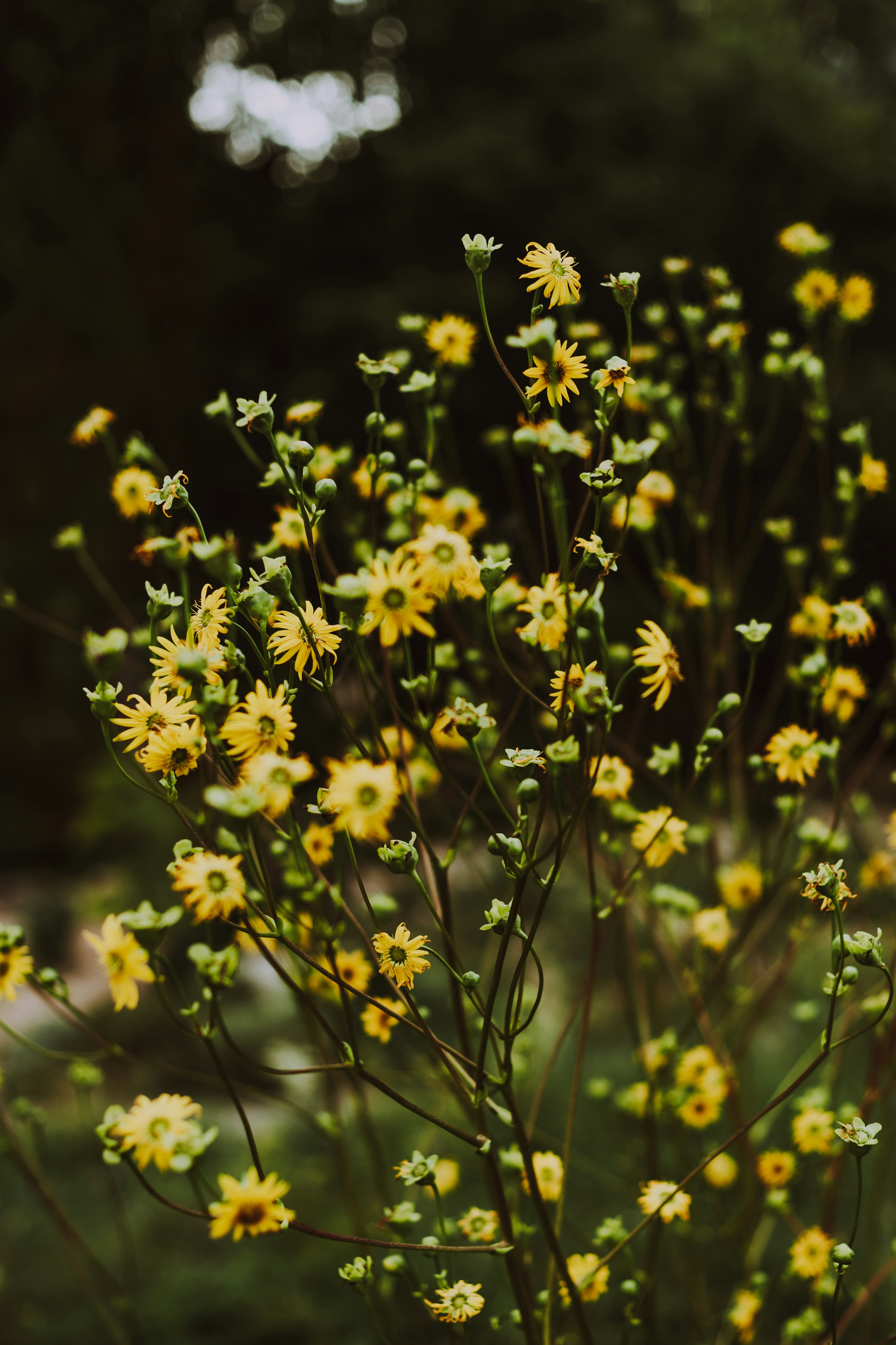 Yellow daisies with thin green stems against a dark blurred background