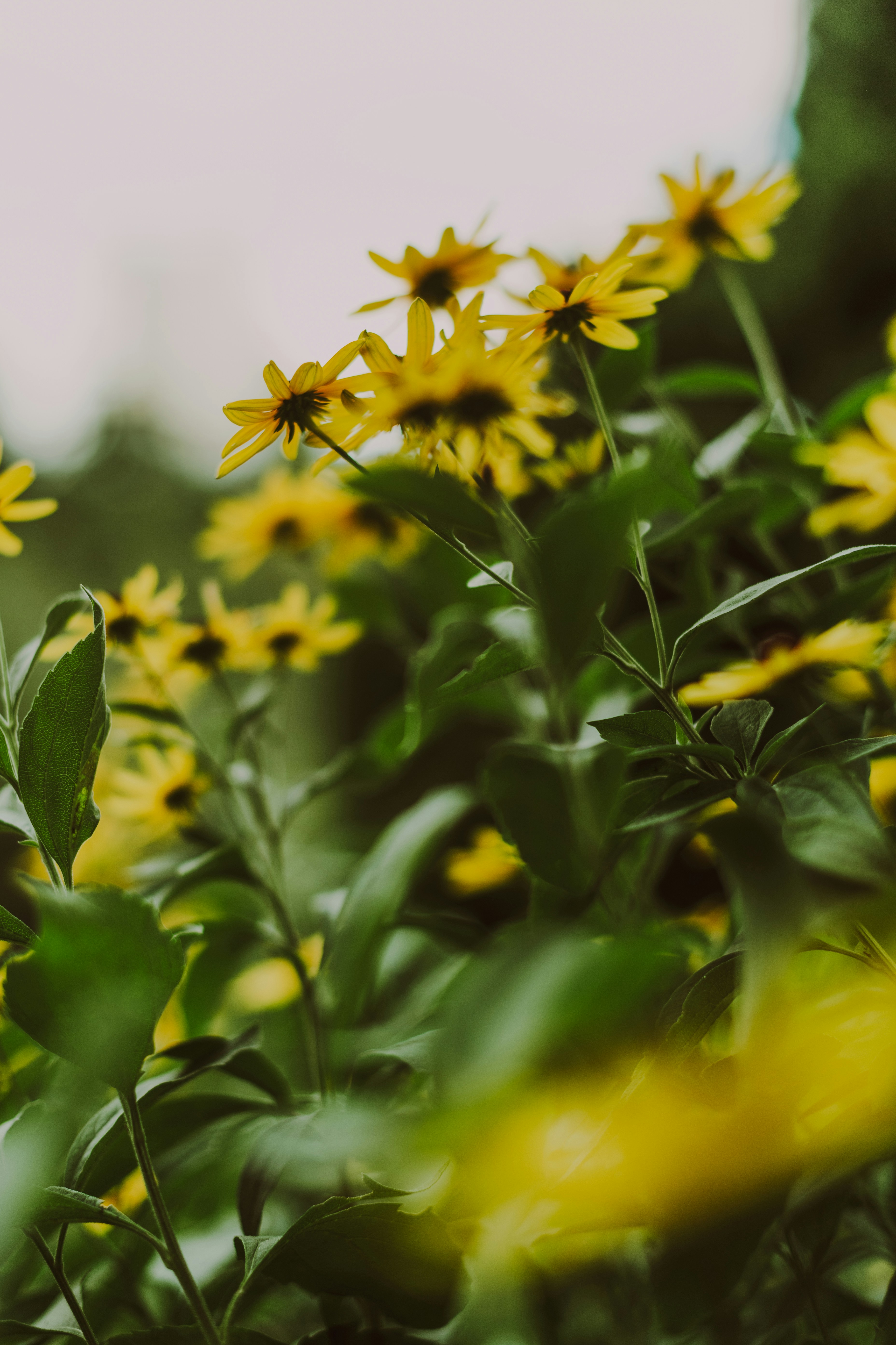 Yellow black-eyed Susan flowers blooming among green leaves in a garden