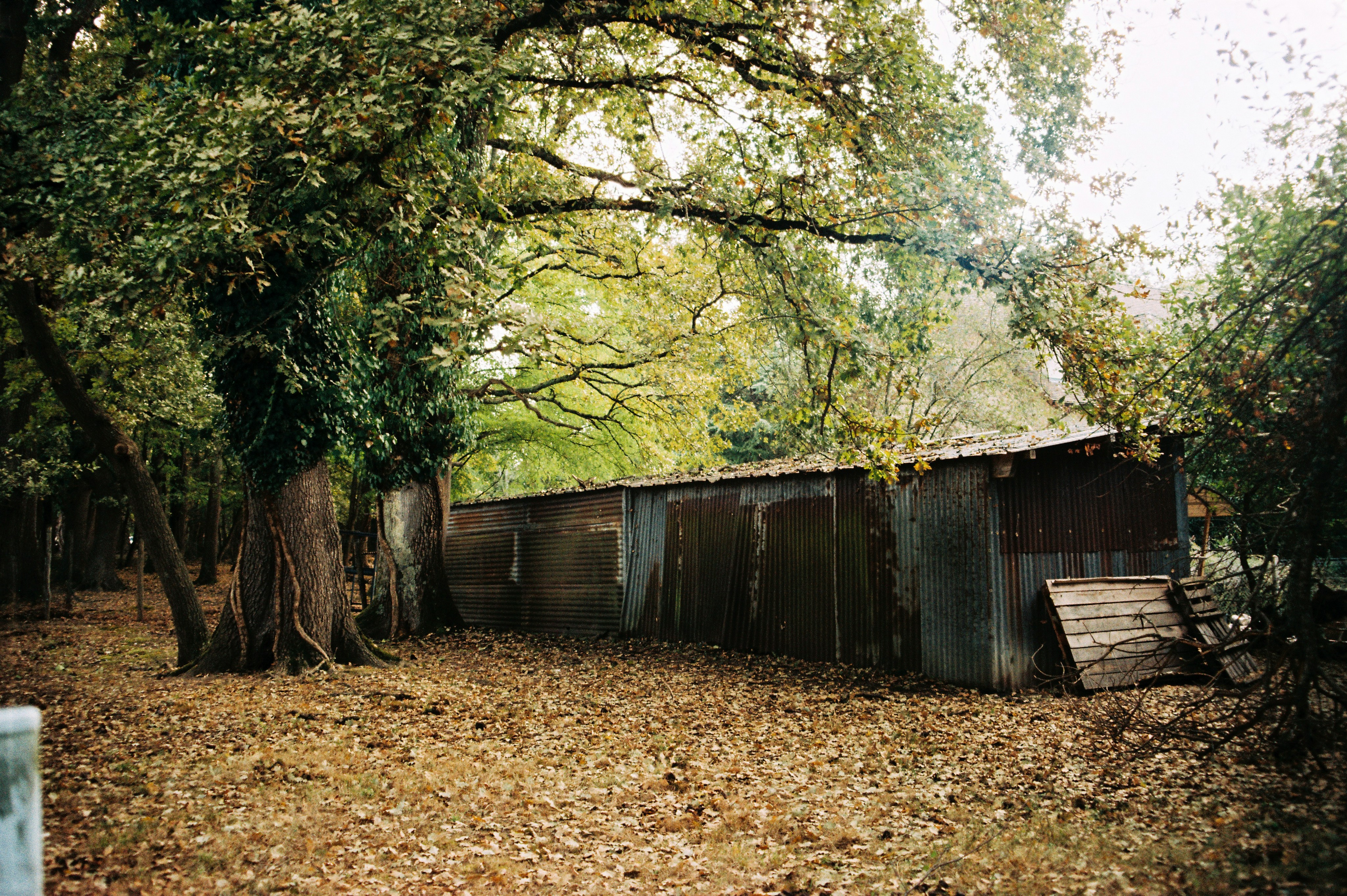 A corrugated metal shed beneath large oak trees in a forest with fallen leaves