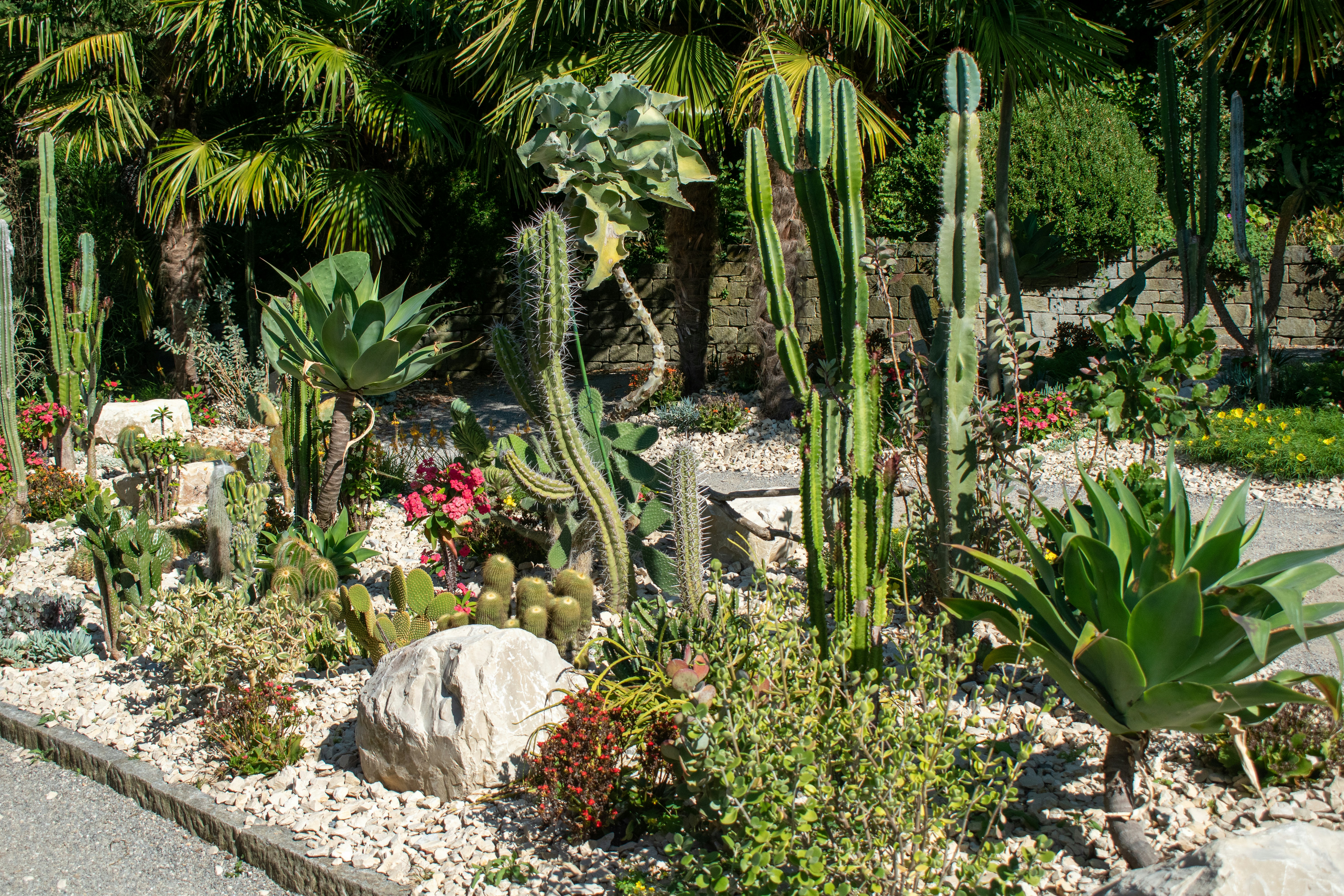 Divers cactus et succulentes dans un jardin de gravier avec des palmiers en arrière-plan