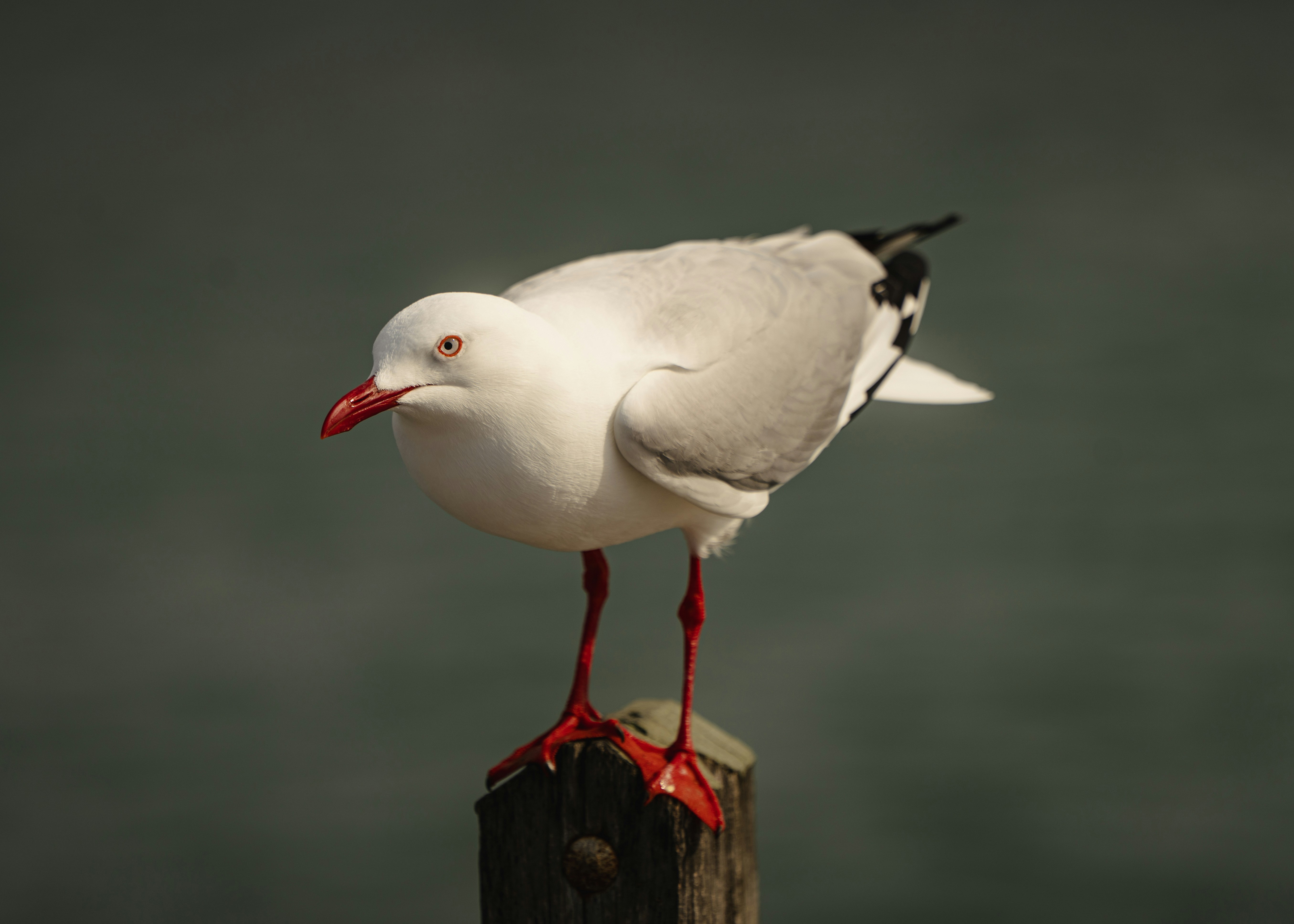 A red-billed gull with white and grey feathers perched on a wooden post