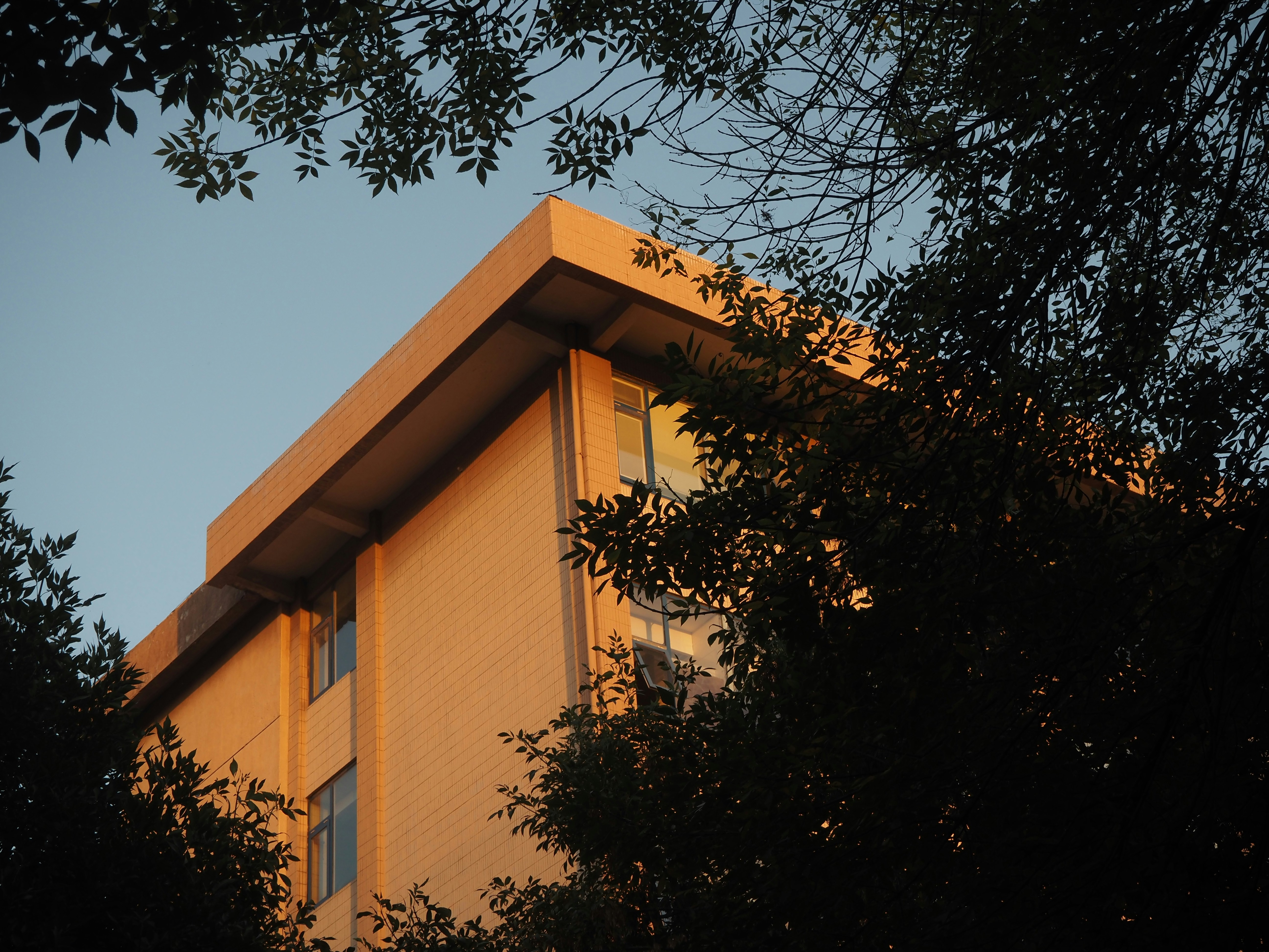 A modern building facade illuminated by warm golden hour light framed by tree branches