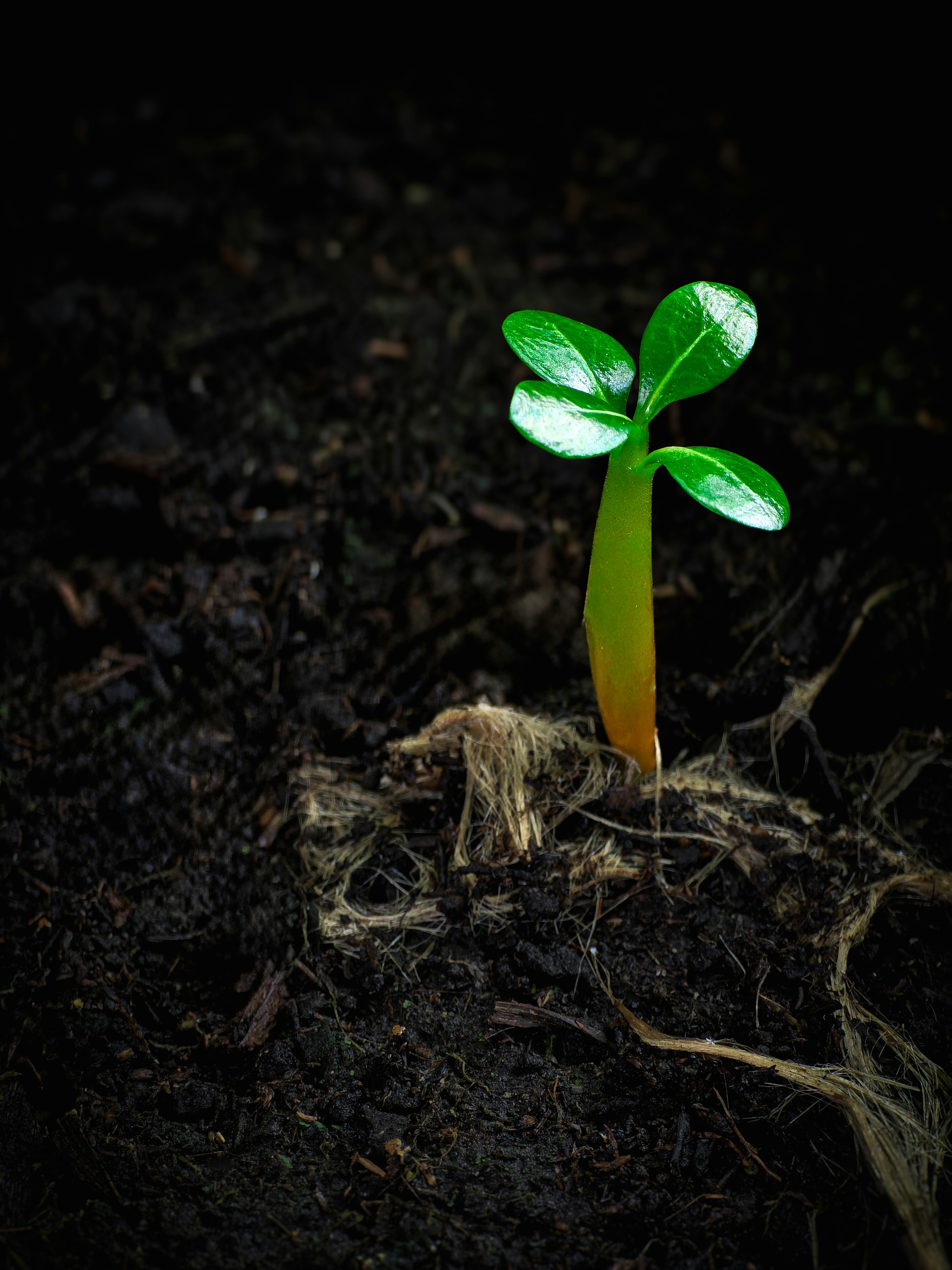 Green seedling in dark soil - Free Photo on Unsplash