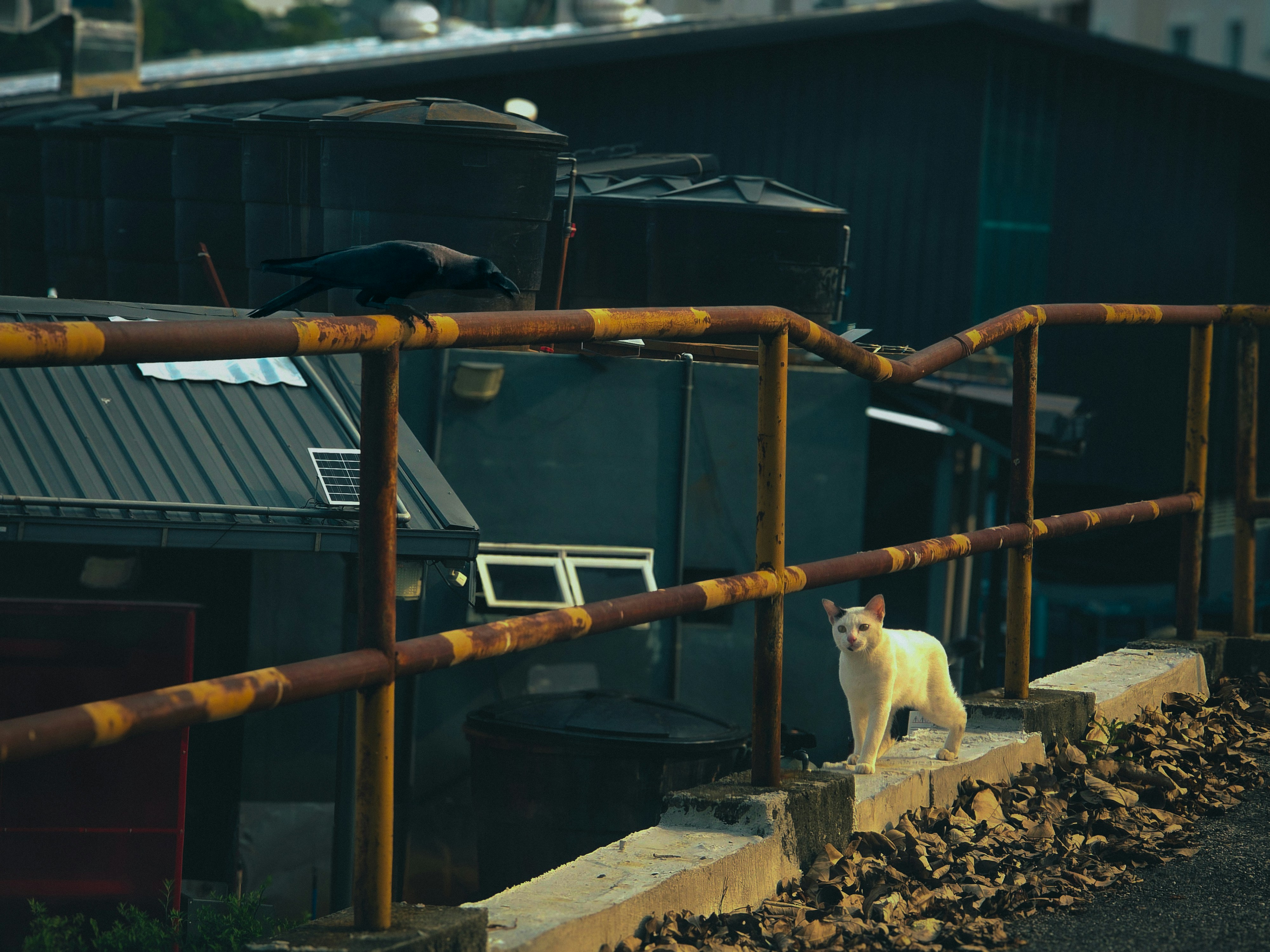 White cat on rusty metal railing - Free Photo on Unsplash
