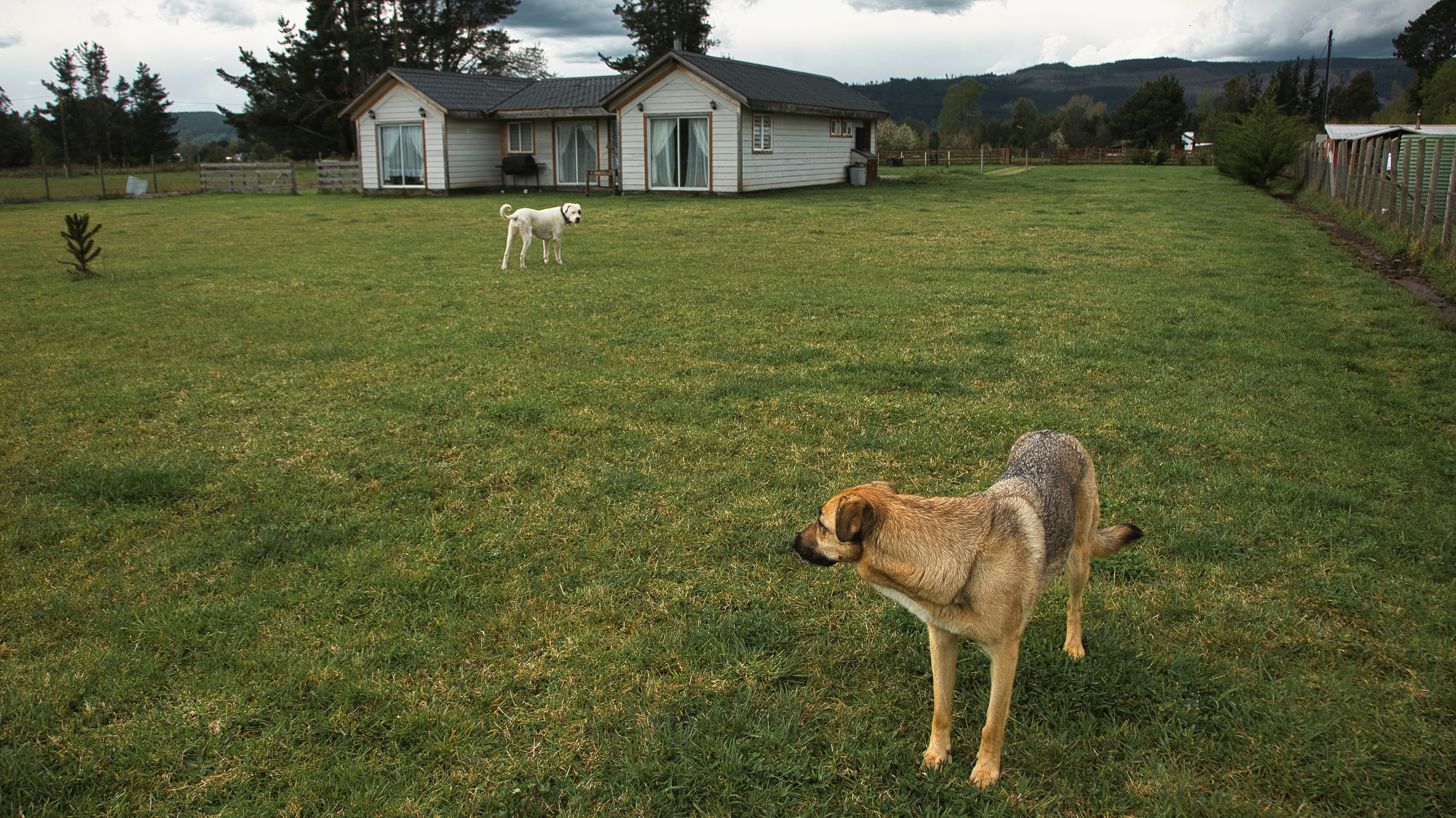 Dog Positif 80 — Amiens