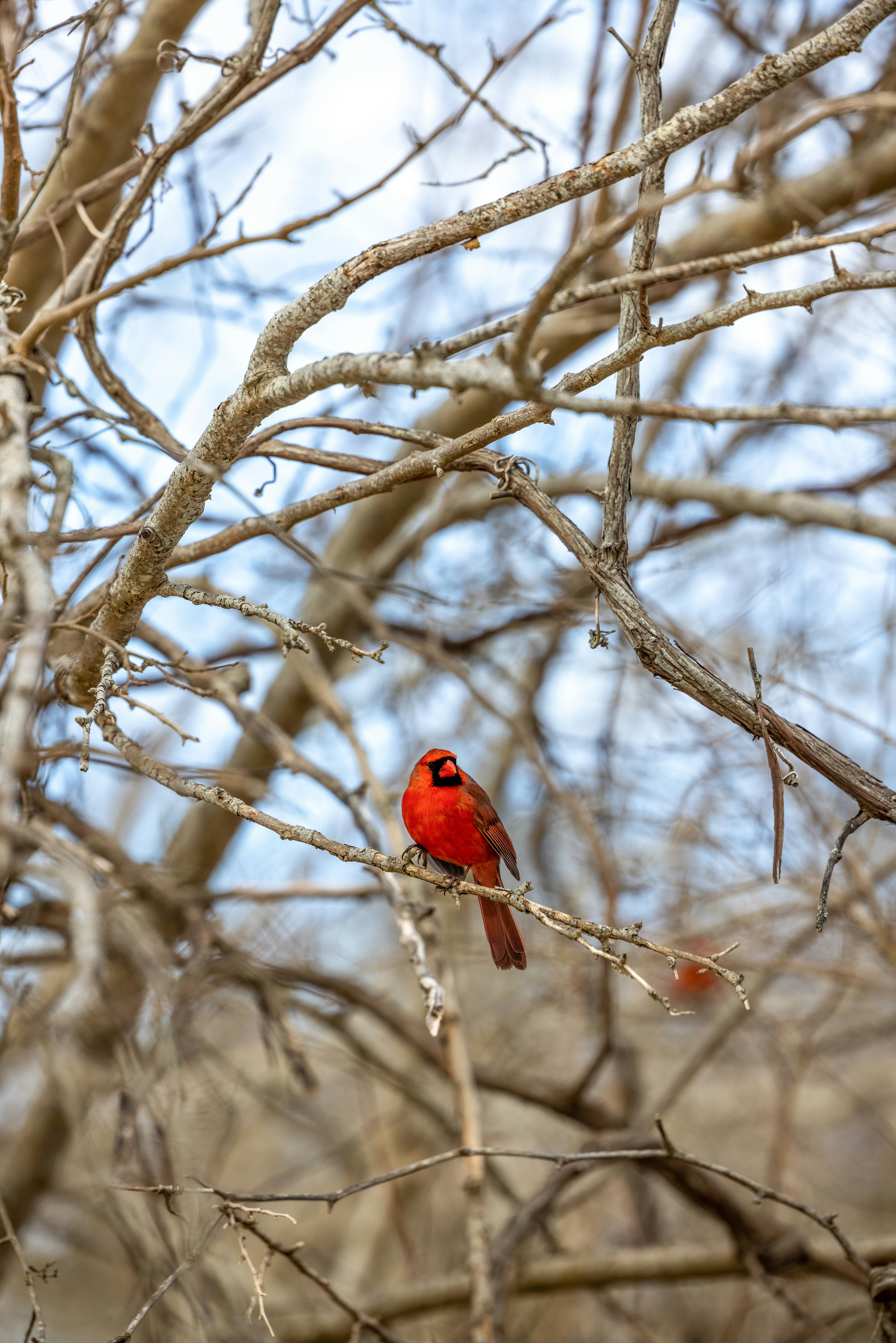 A bright red northern cardinal perched on a thin branch in a leafless tree
