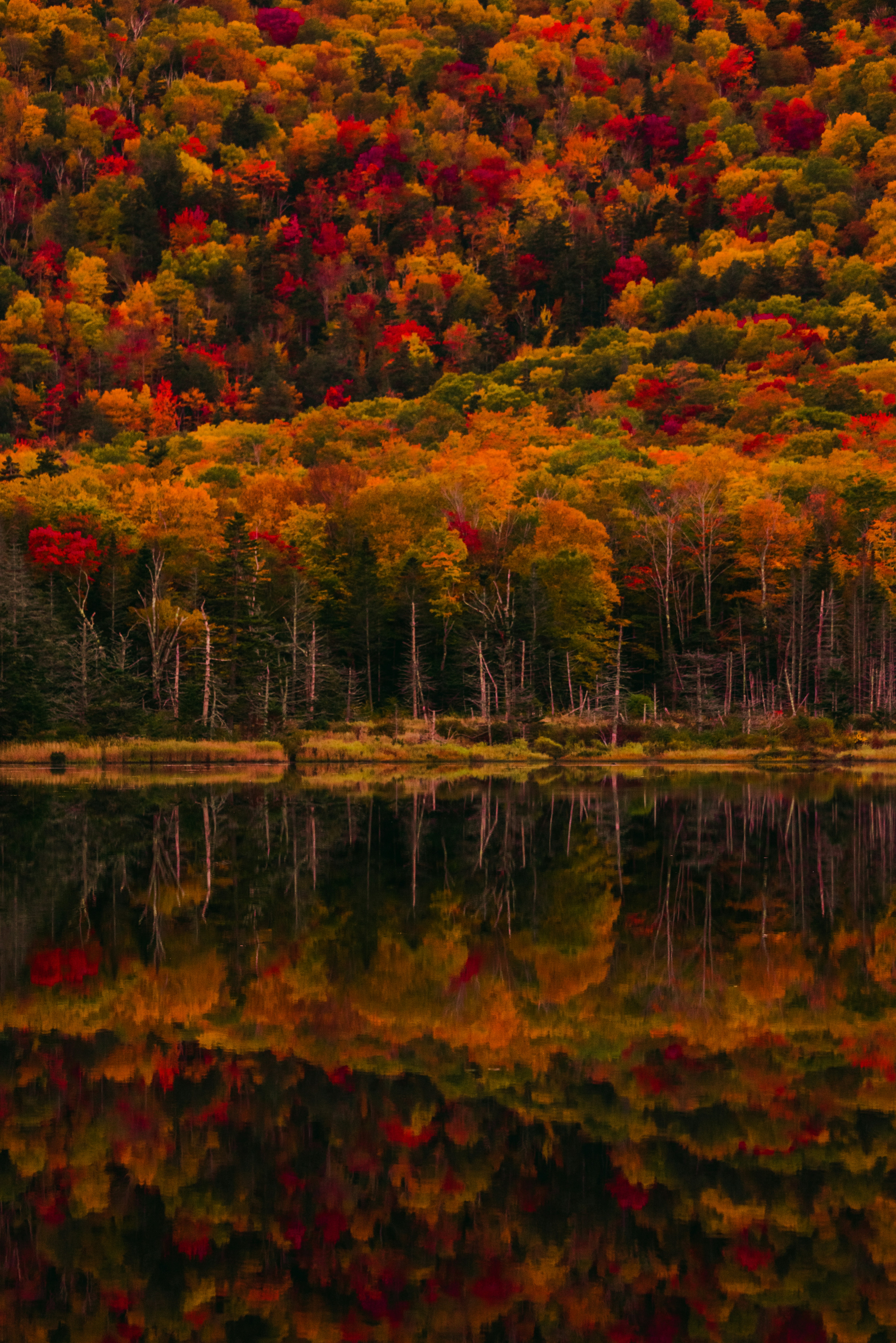 A dense forest with vibrant autumn foliage reflected in a calm dark lake