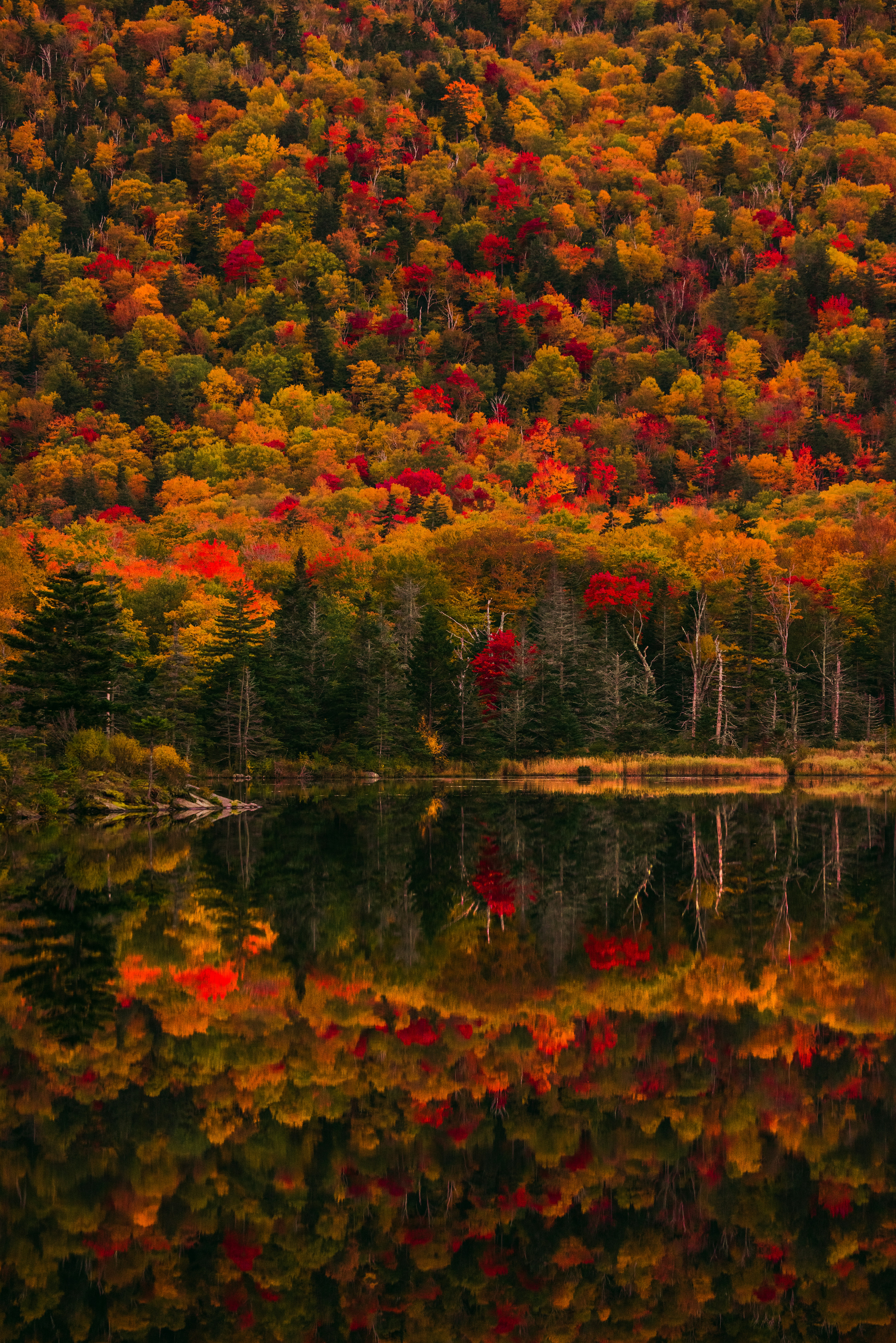Autumn forest reflected in lake - Free Photo on Unsplash