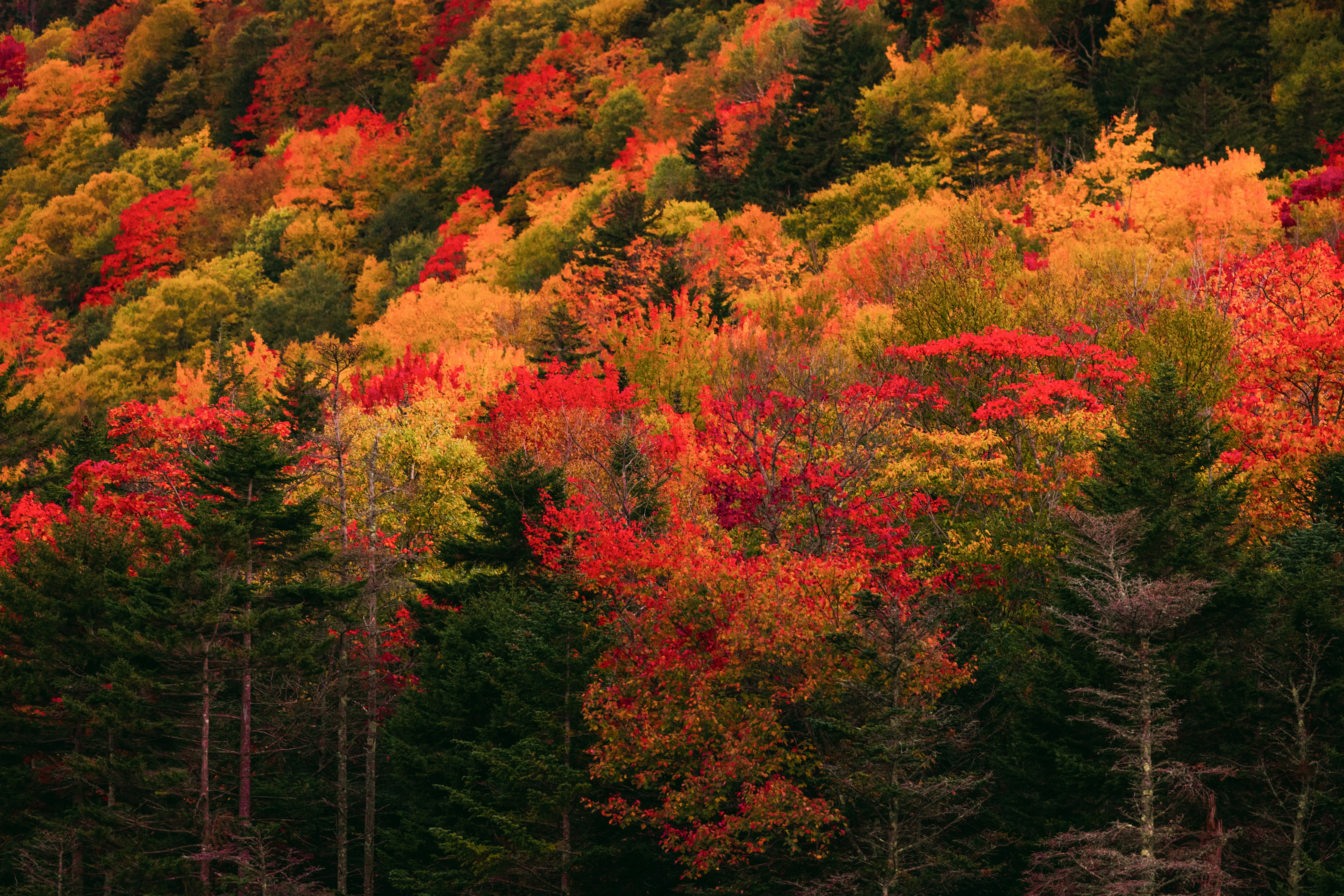 A dense forest hillside with vibrant red, orange, and yellow autumn foliage