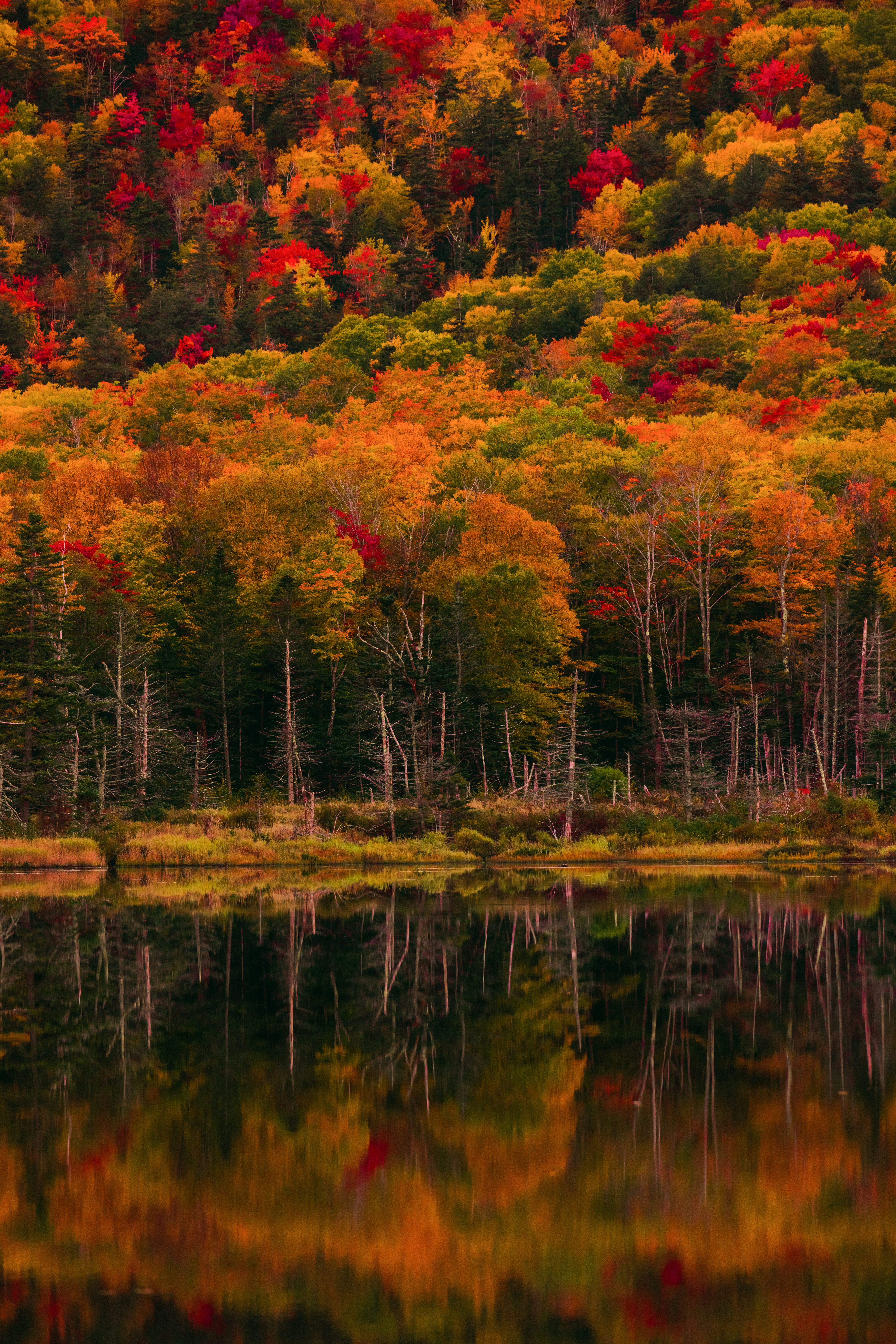A dense forest with vibrant autumn foliage reflecting in the calm water of a lake