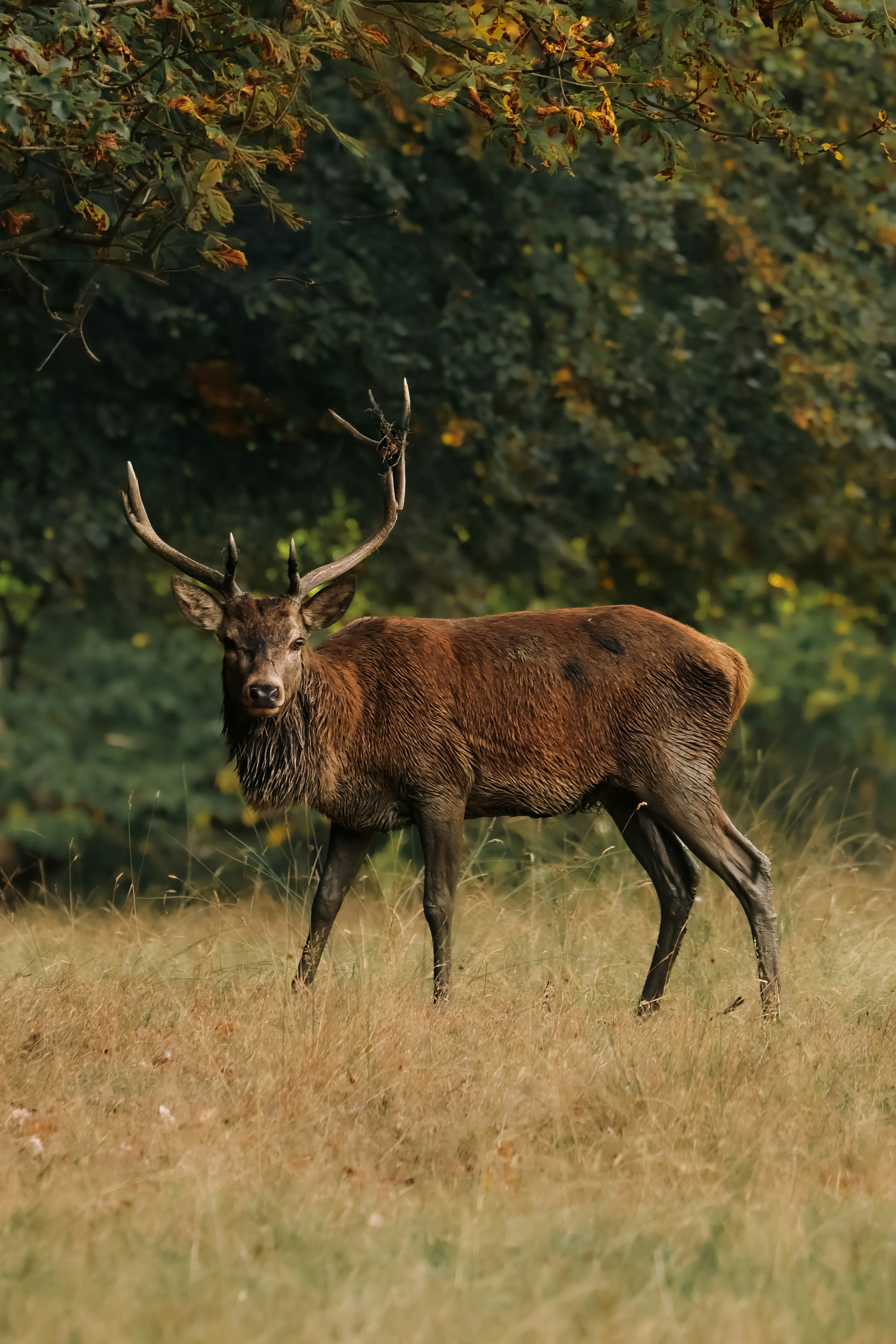 A red deer stag with antlers in a grassy field near autumn trees