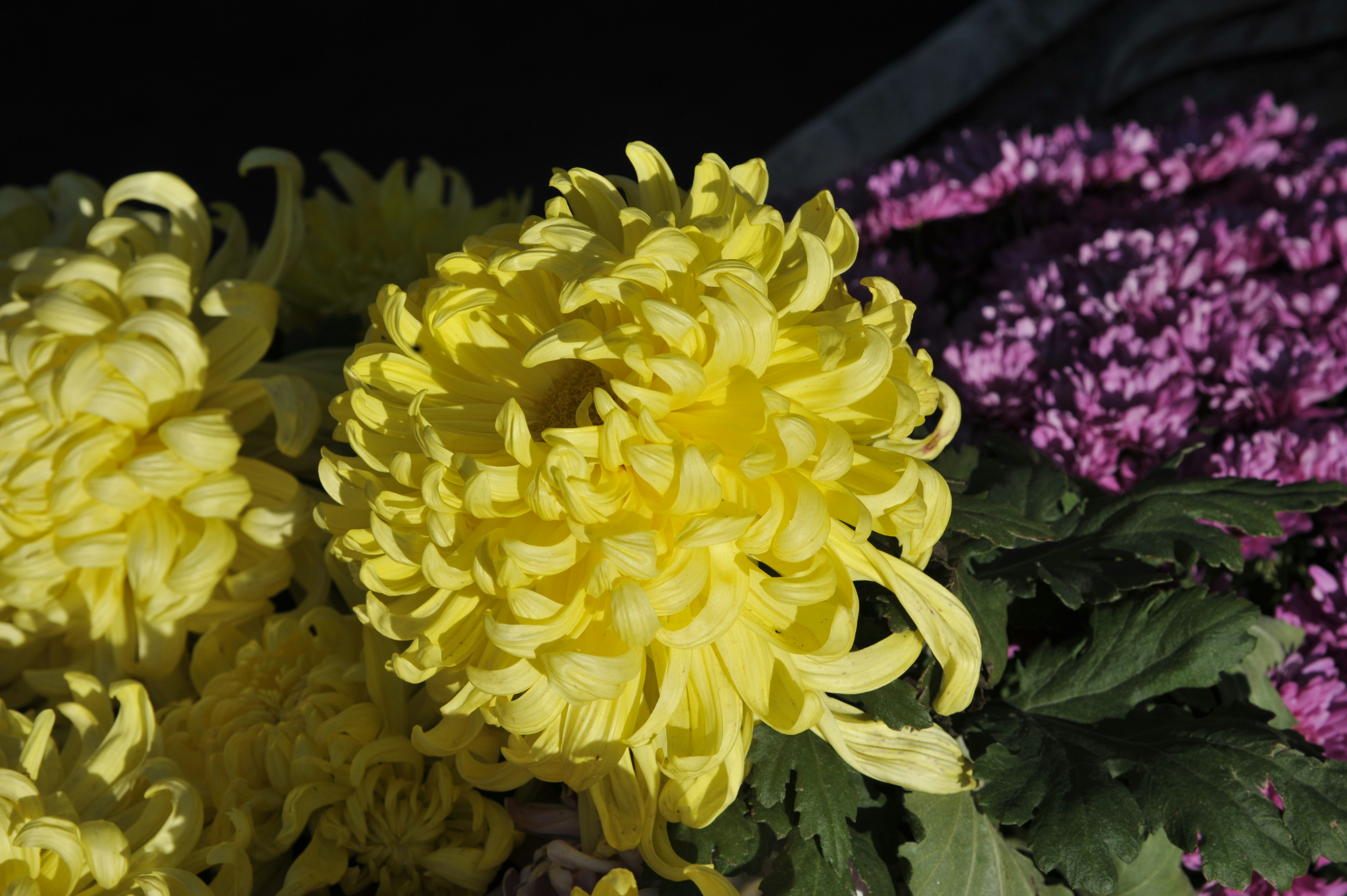 Yellow chrysanthemum flower with purple blooms - Free Photo on Unsplash