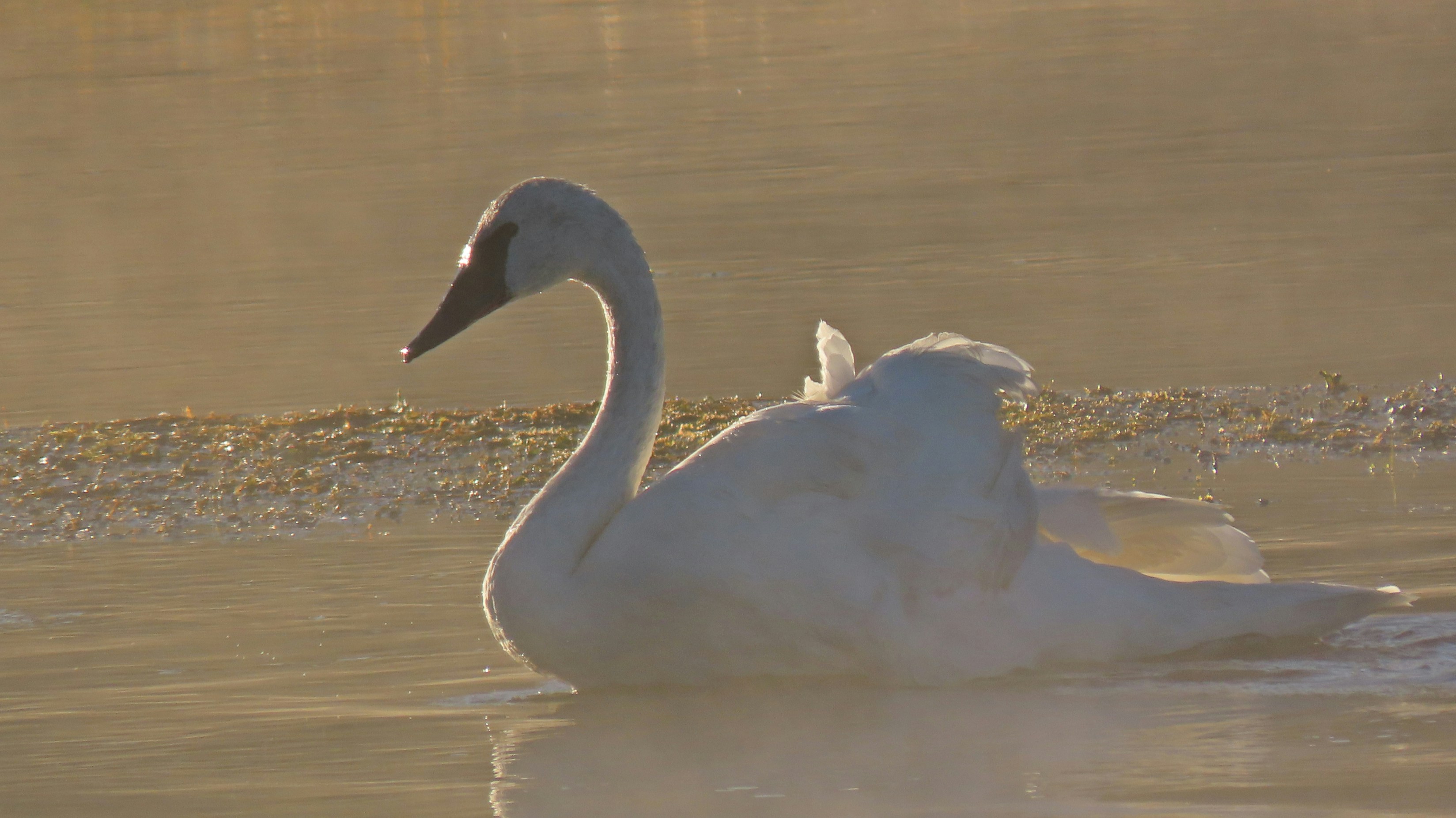 A white swan swimming on calm water during the golden hour