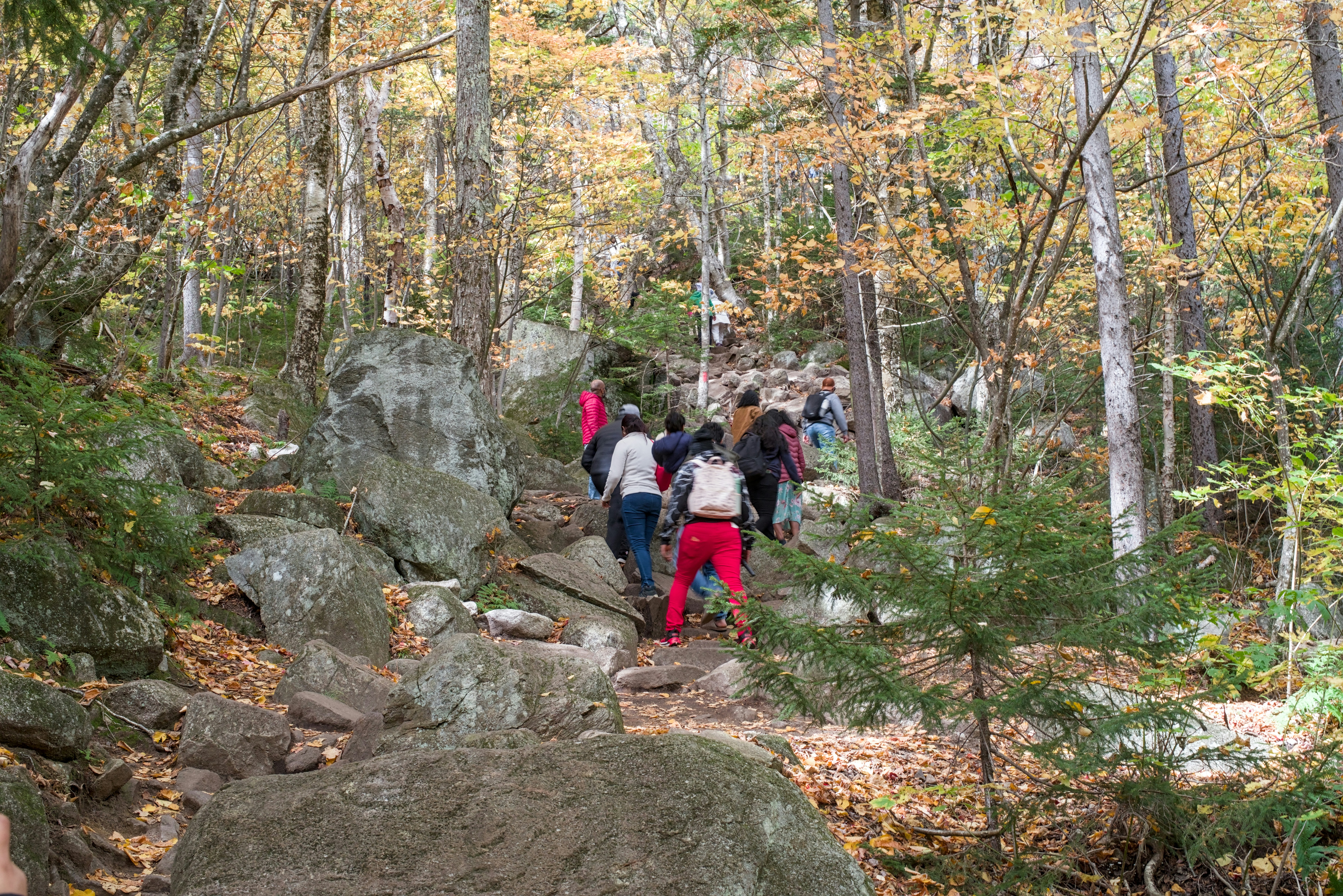 A group of people hiking up a rocky trail in an autumnal forest