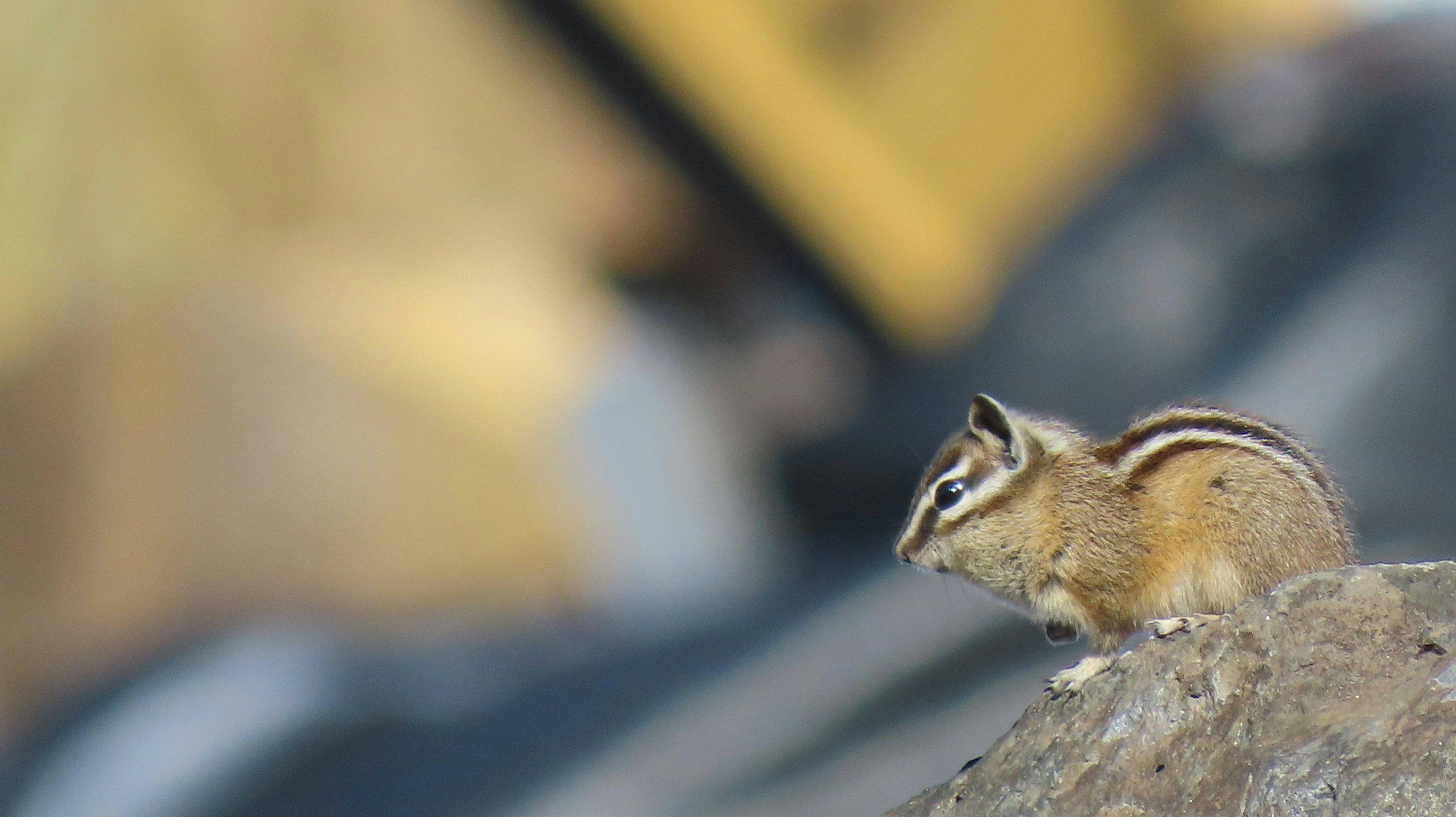 A small chipmunk perched on a rocky surface against a blurred background