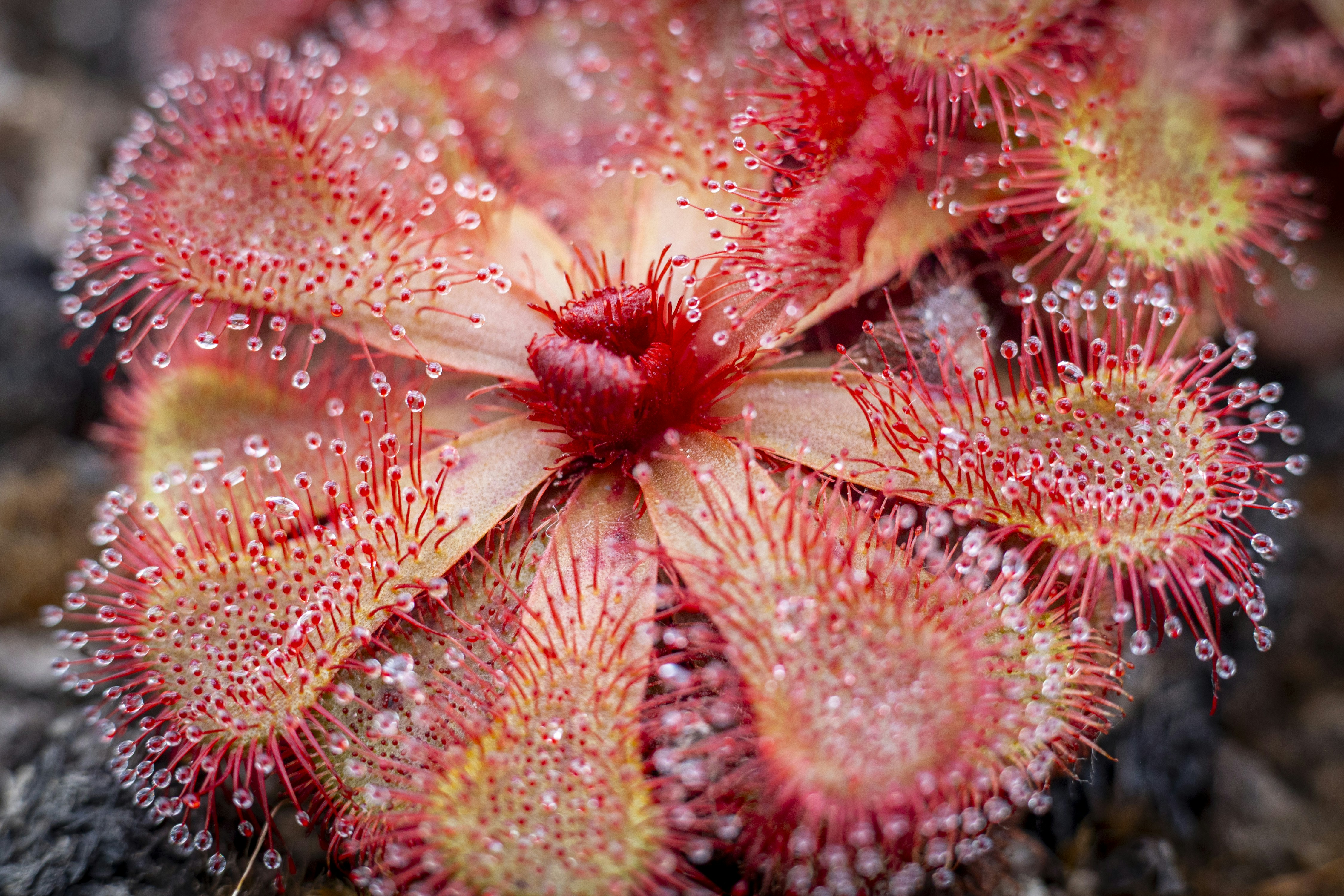 A red sundew plant with sticky glandular tentacles covered in glistening dew drops