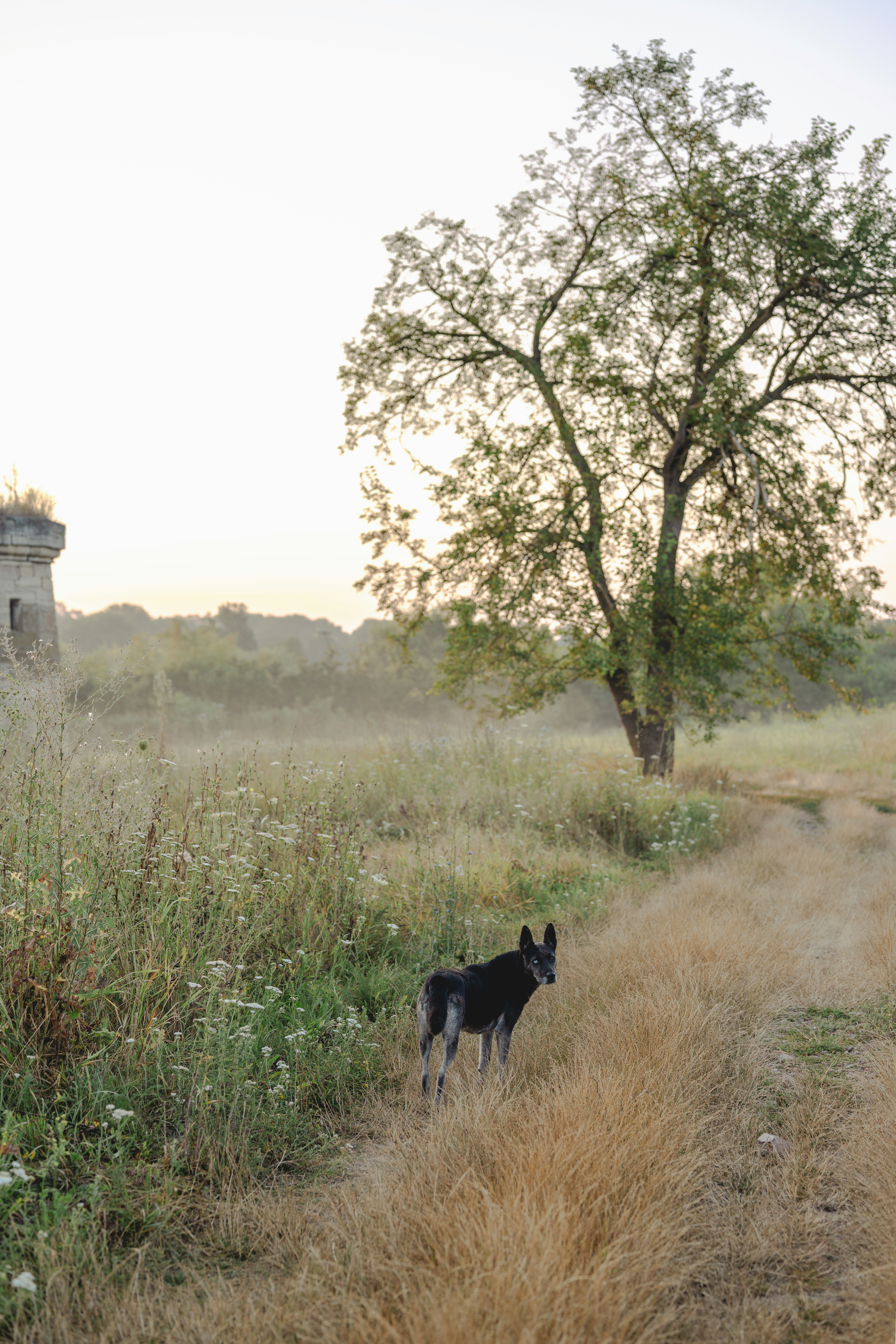 Un perro negro de pie en un campo de hierba seca cerca de un árbol grande
