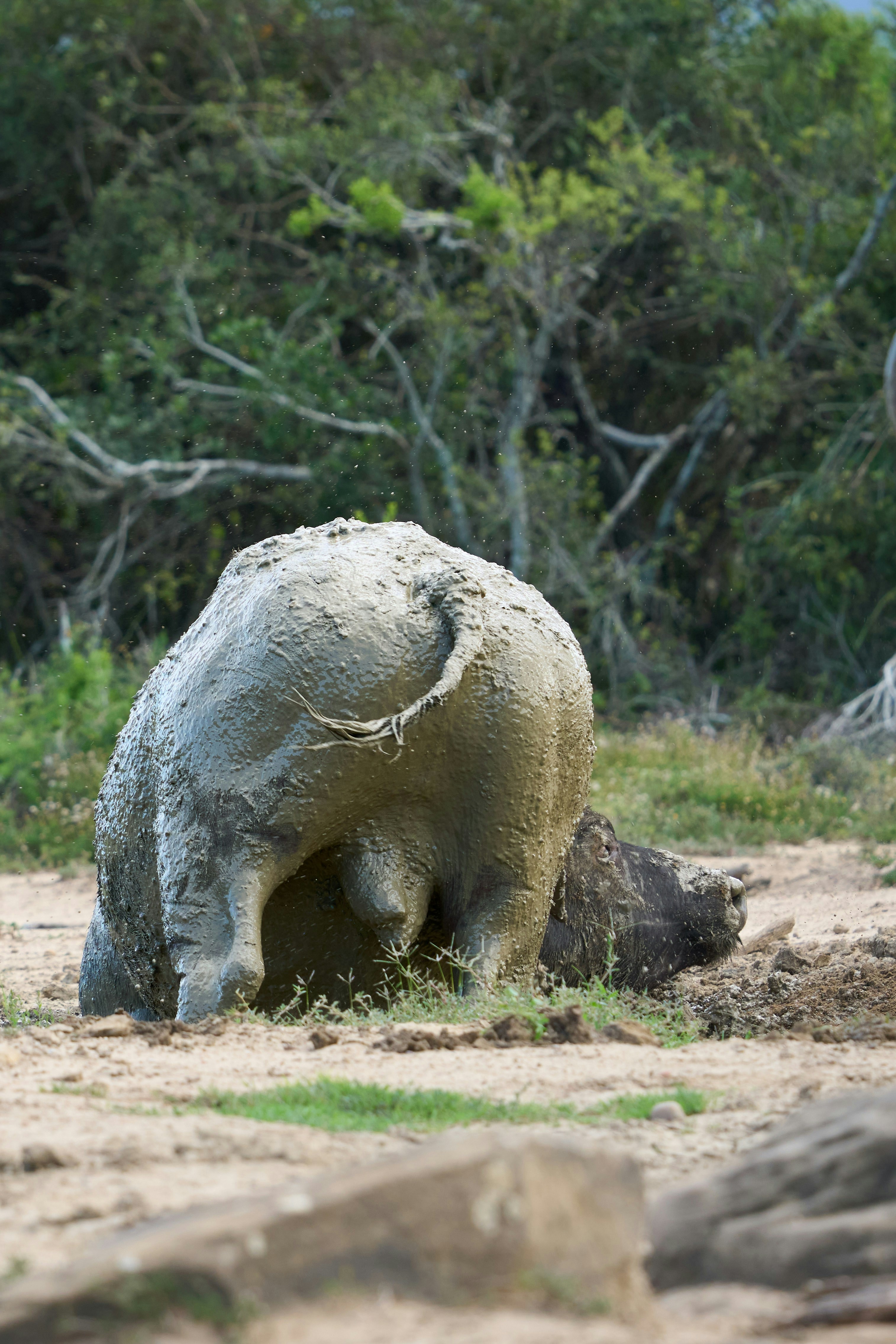 A water buffalo covered in thick mud lying on the ground near trees