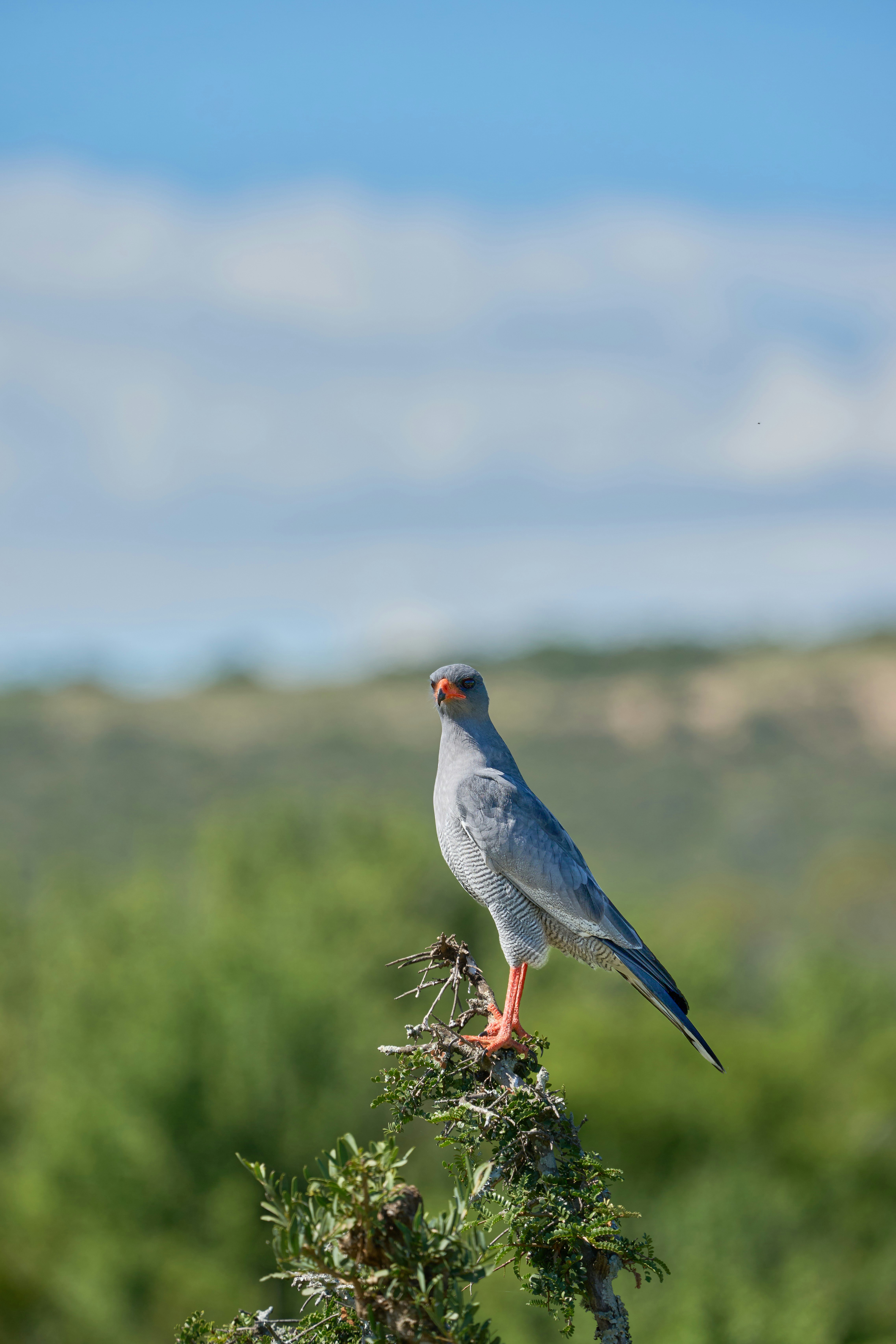 A pale chanting goshawk with grey plumage and orange legs perched on a branch