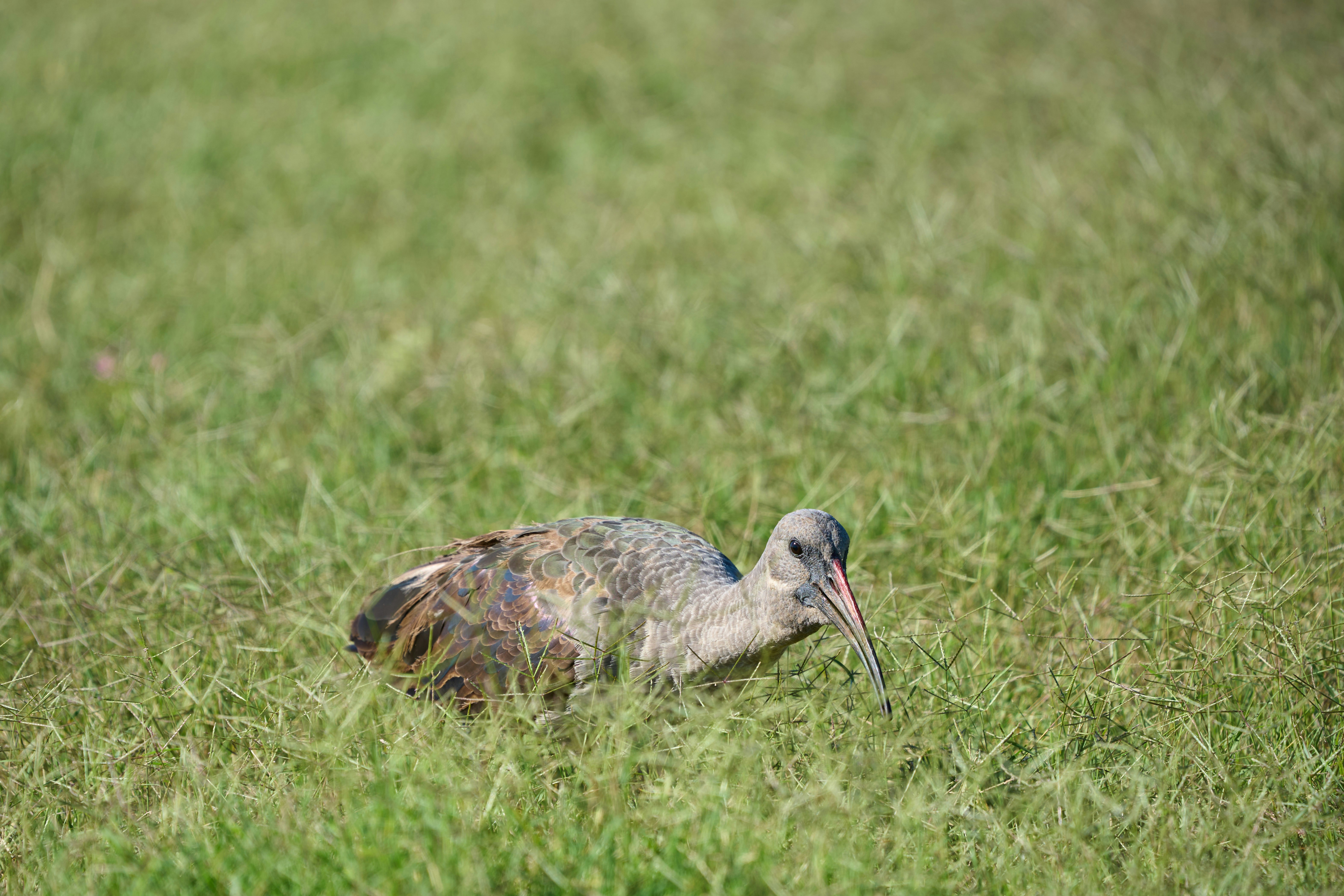A hadada ibis with iridescent wings foraging in a field of green grass