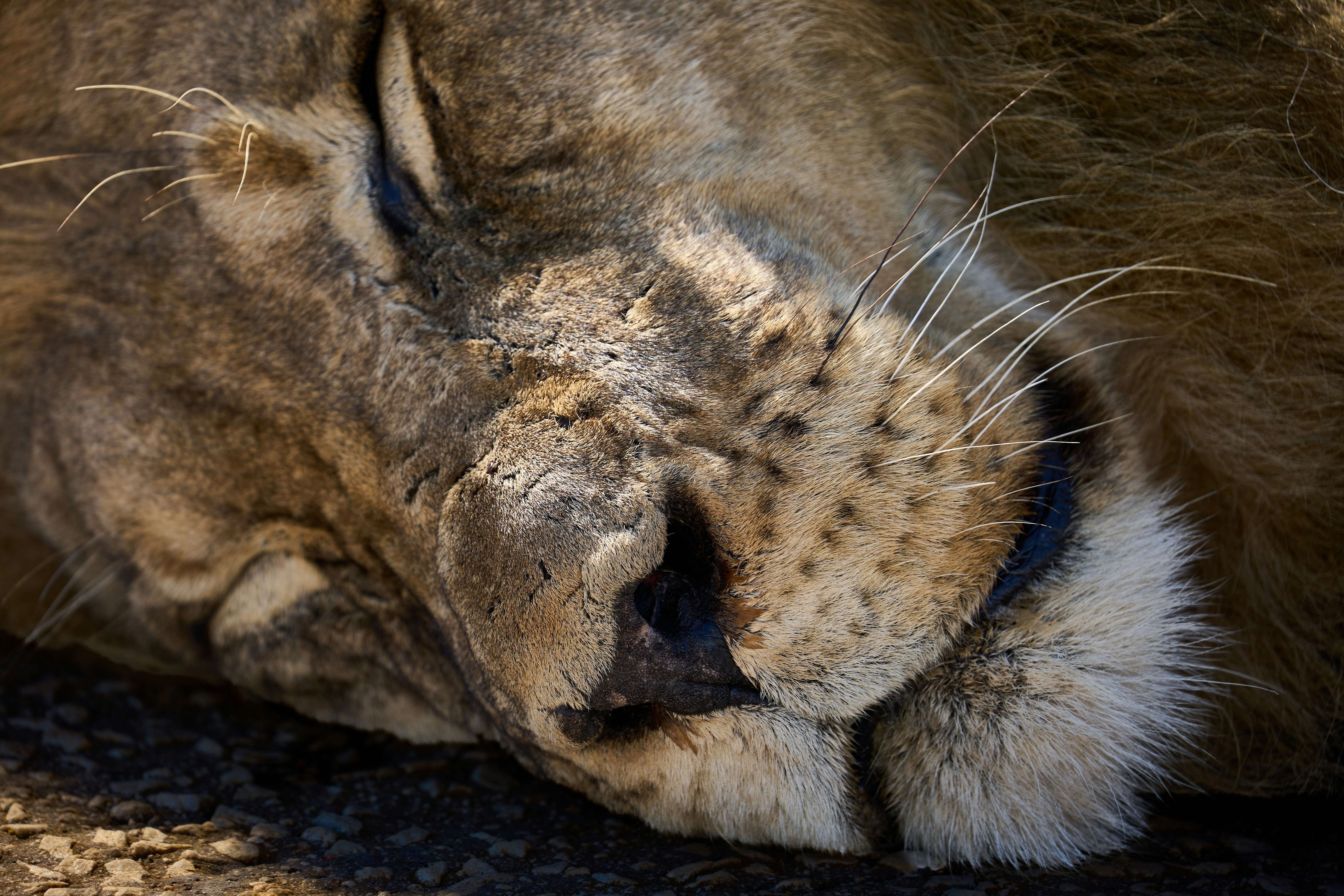 A close-up of a sleeping lion with textured fur and long white whiskers