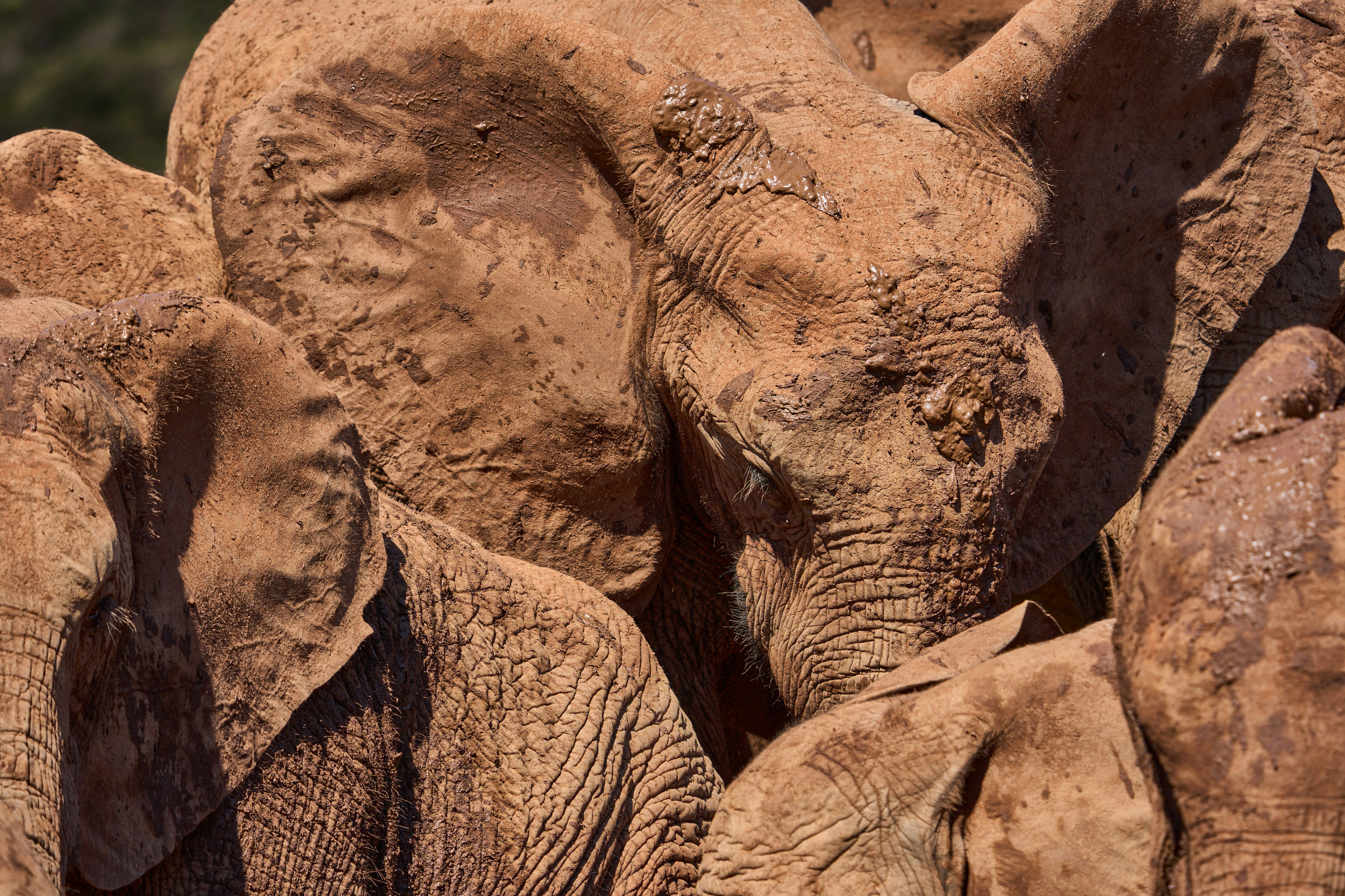 A group of African elephants covered in red mud standing close together