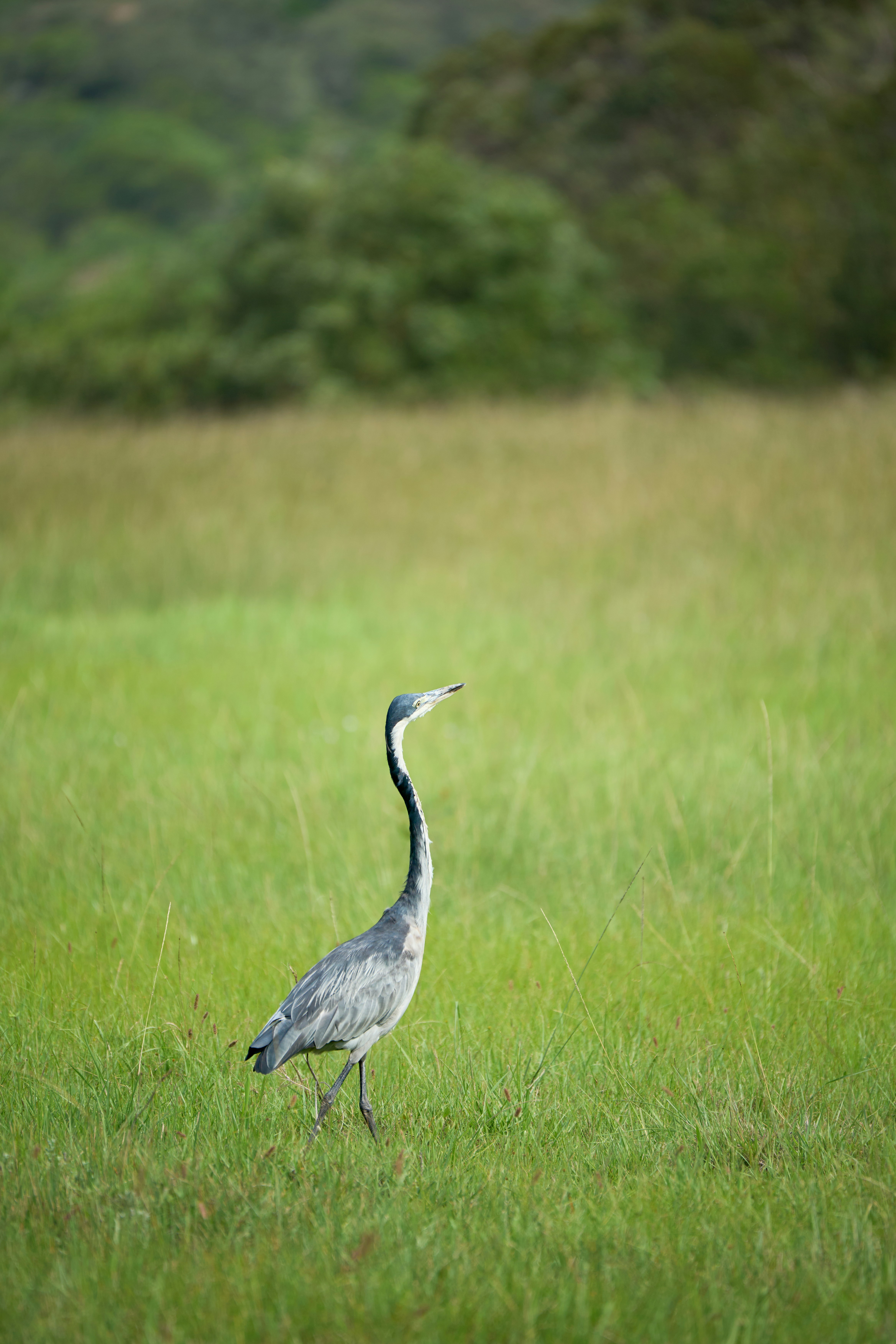 A grey heron walking through a lush green meadow