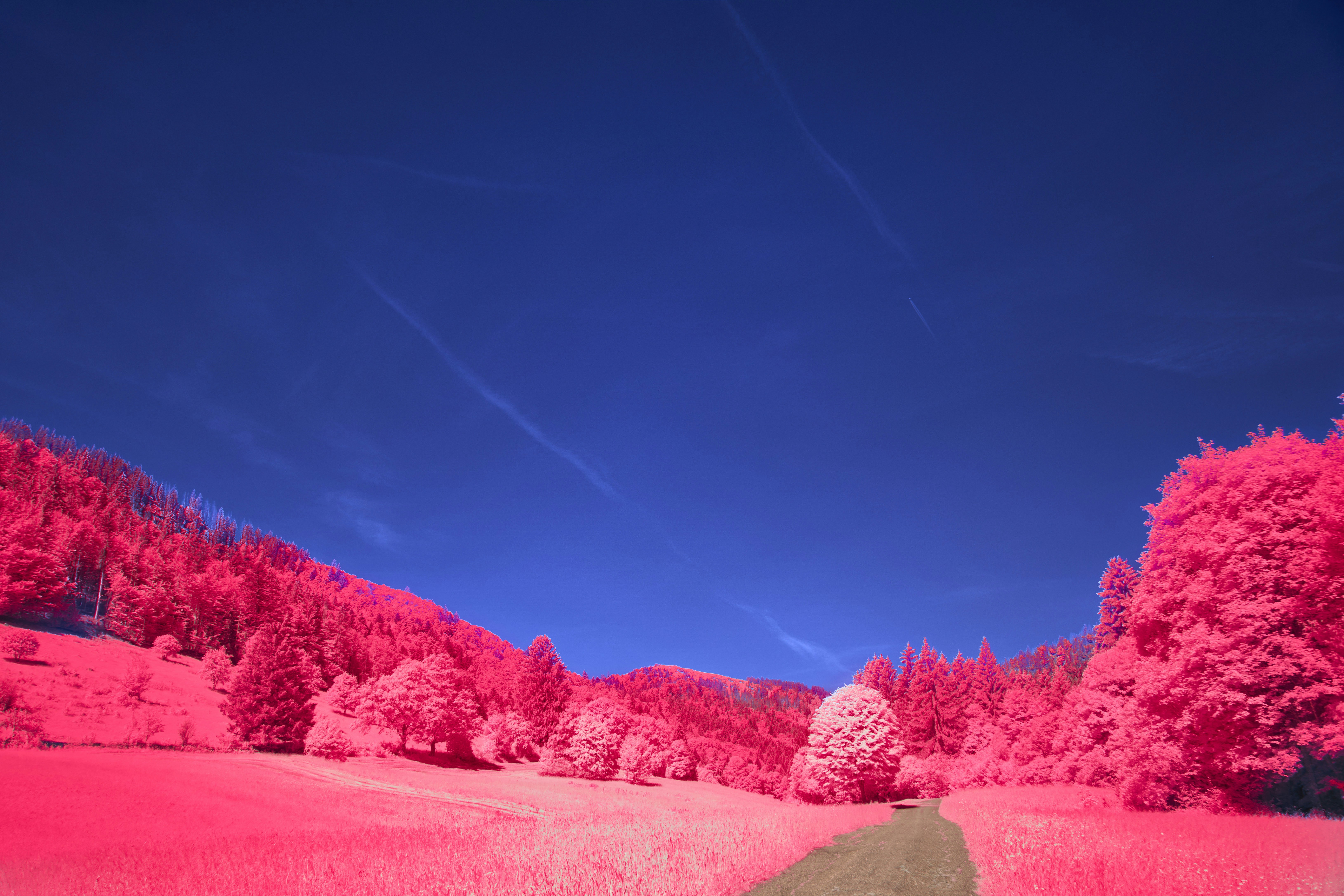 A dirt path through a vibrant pink forest under a deep blue sky