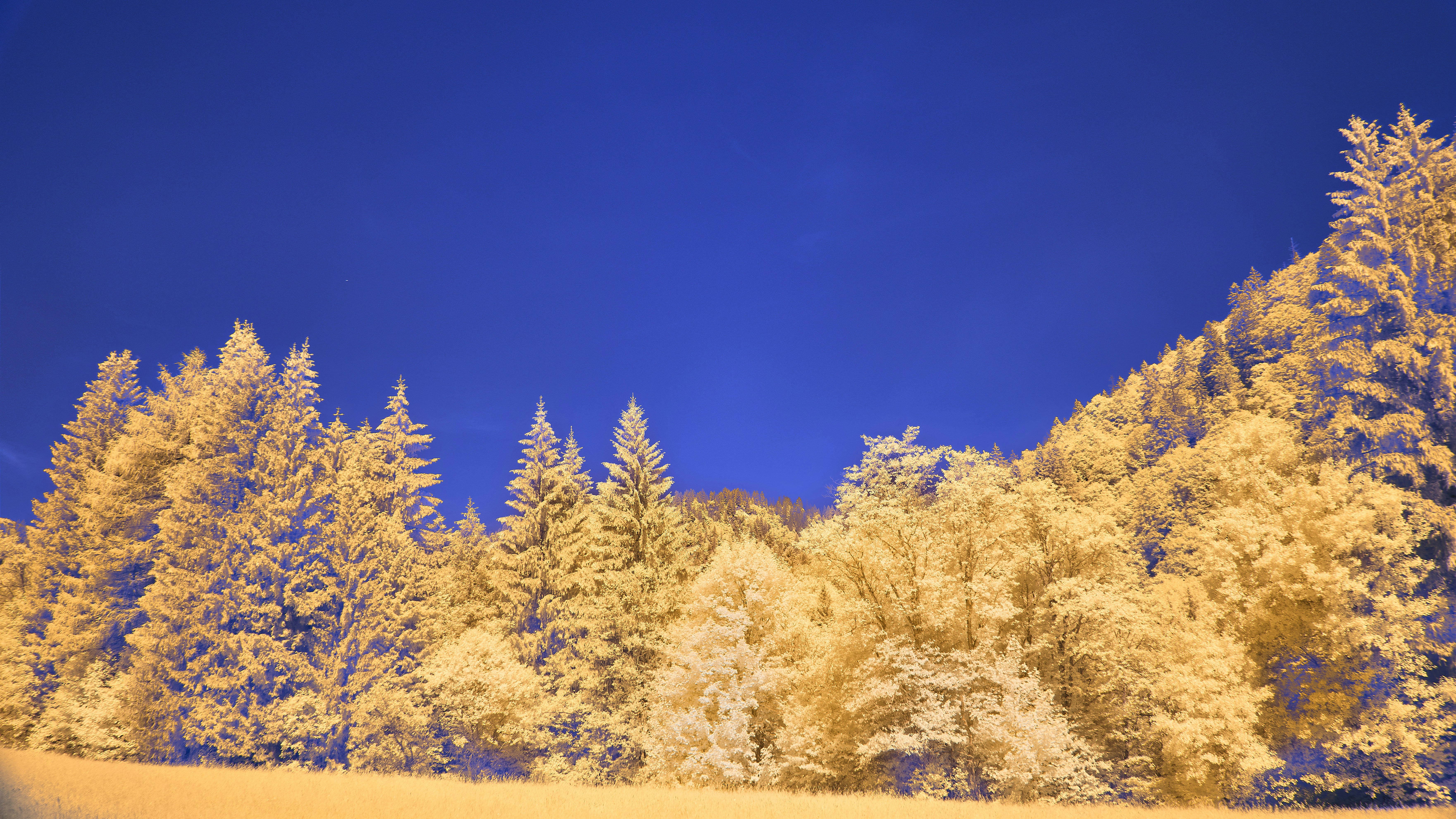 Infrared view of golden trees against a deep blue sky