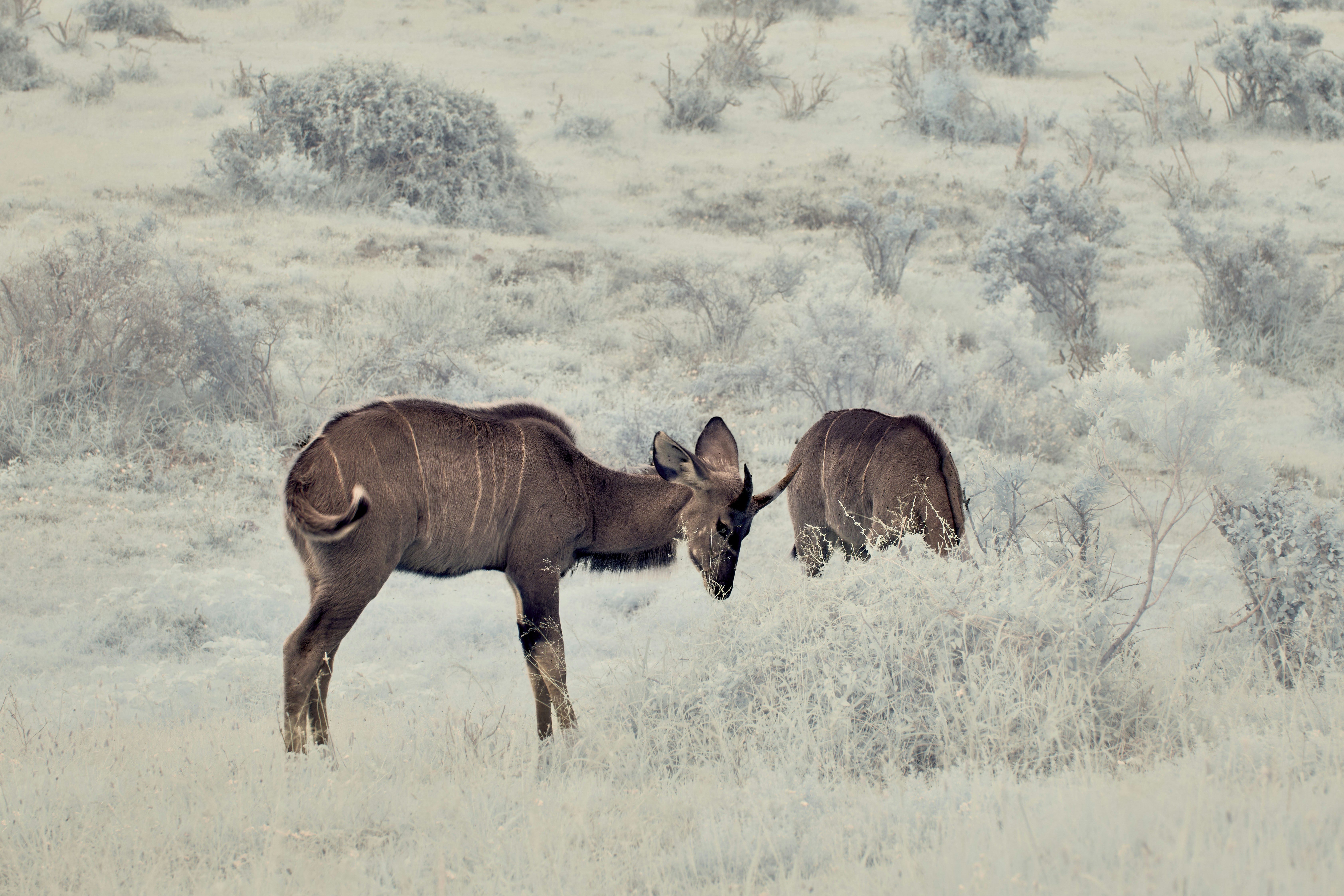 Two kudu grazing on dry shrubs in a pale, muted landscape