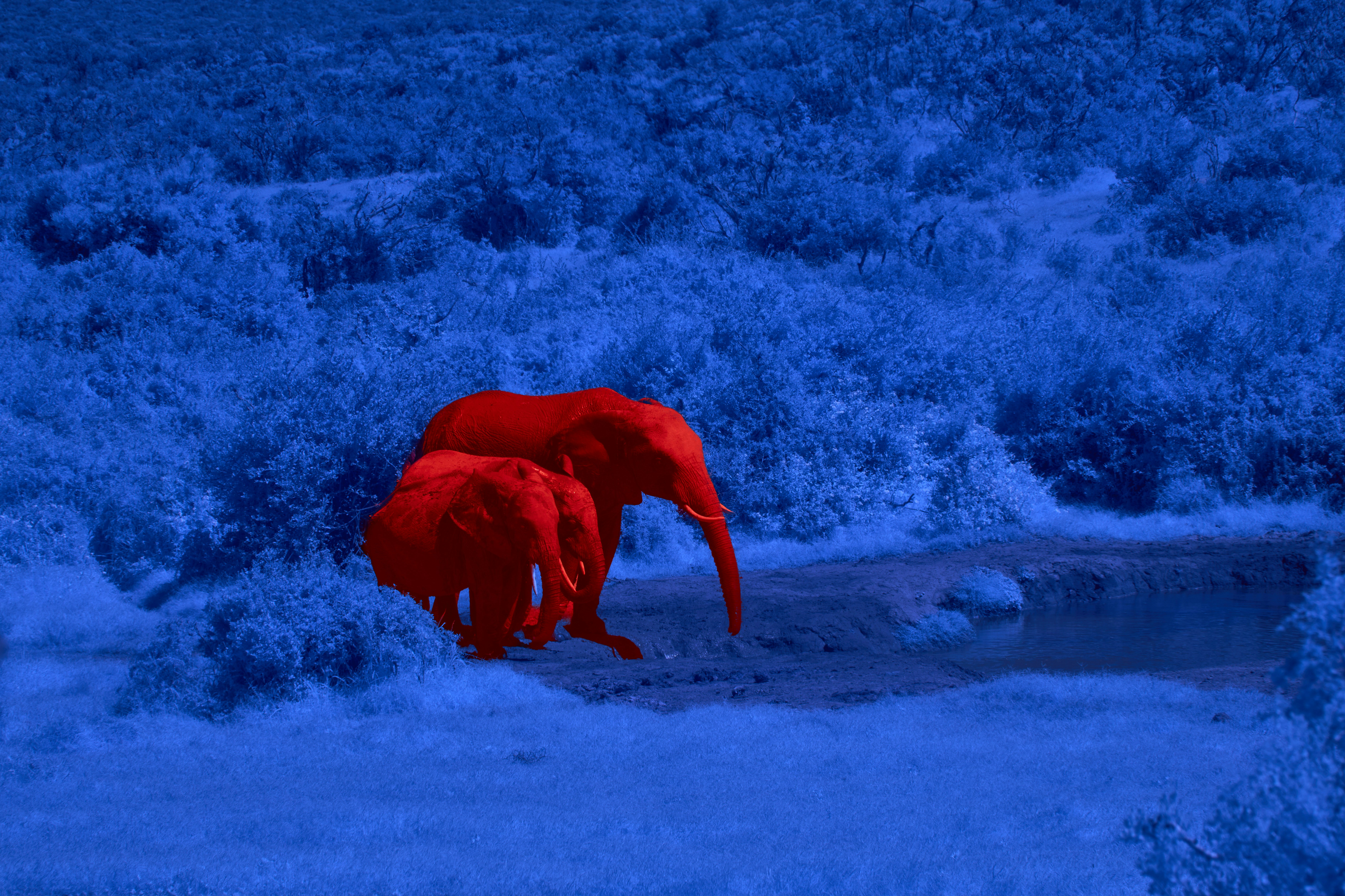 Two red elephants walking near a blue water hole in a dense landscape