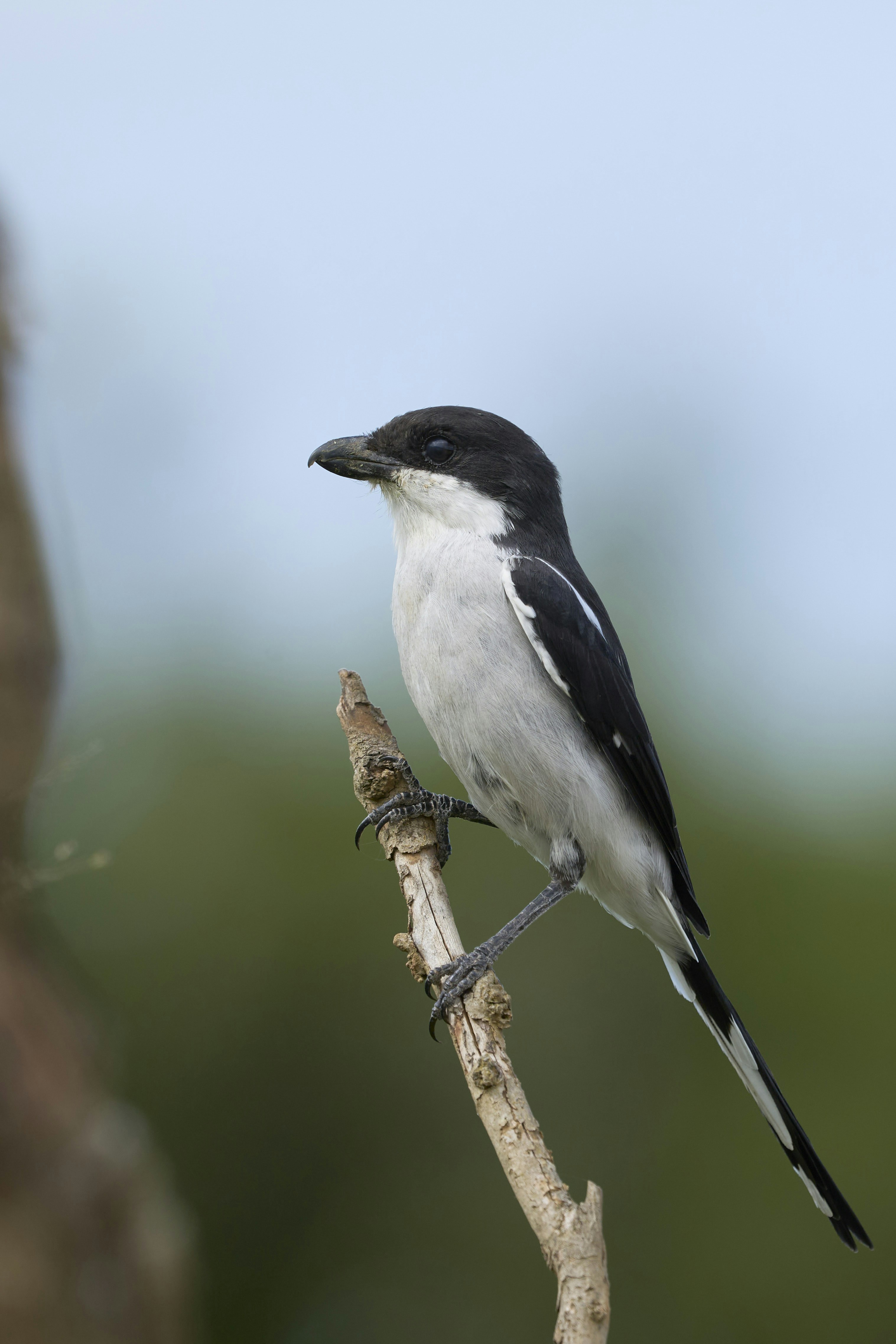 A common fiscal shrike with black and white plumage perched on a thin branch